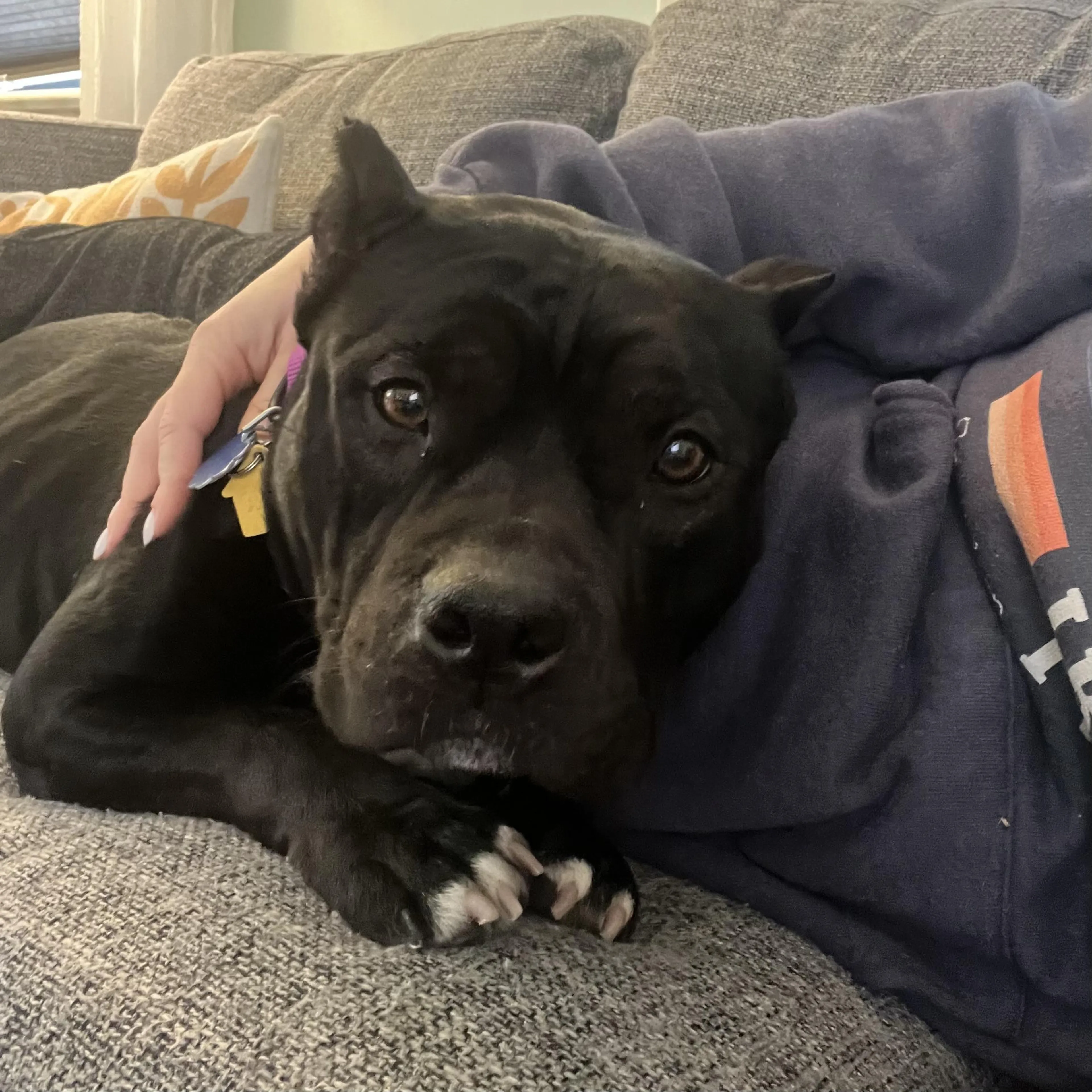 Found pet-4