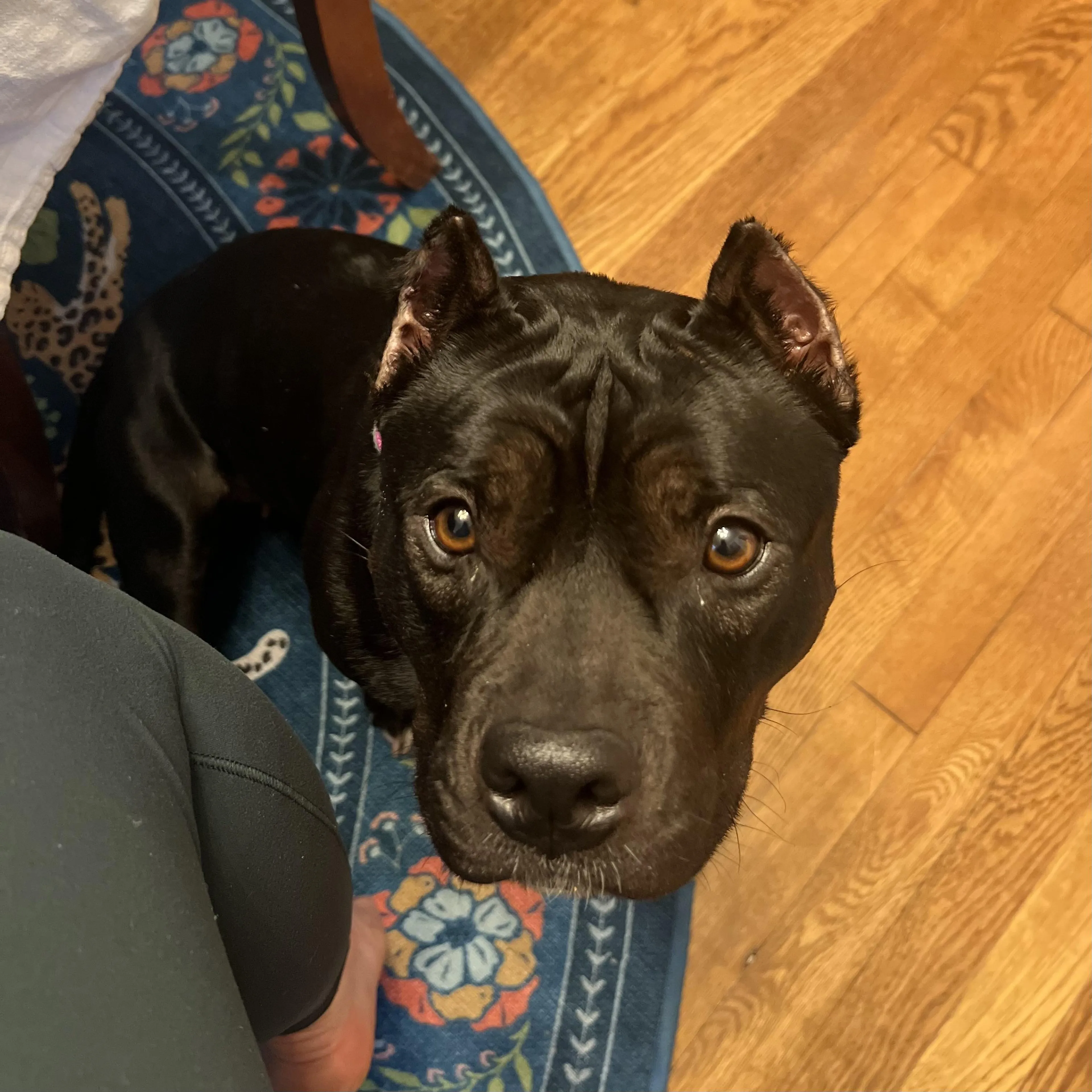 Found pet-1
