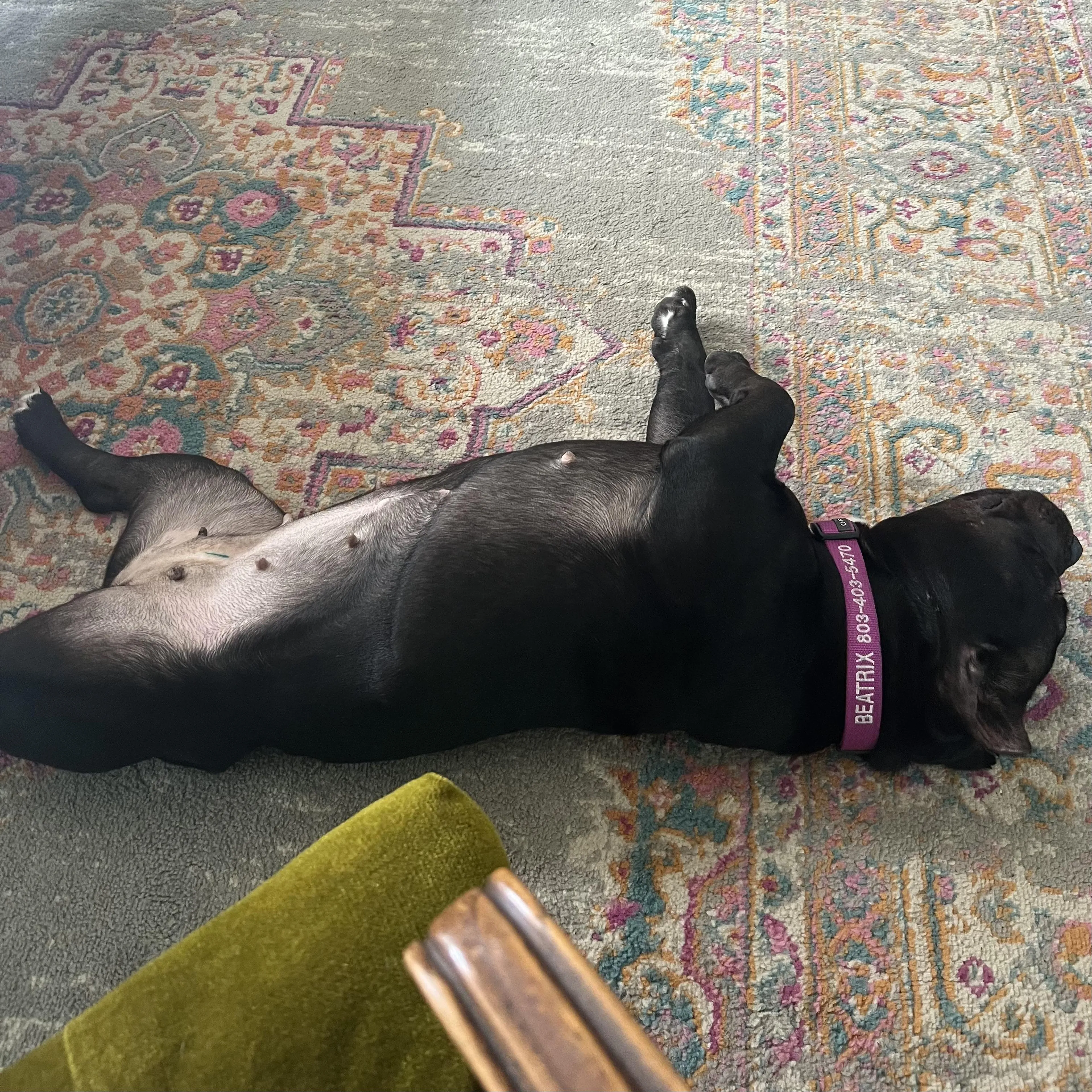 Found pet-3