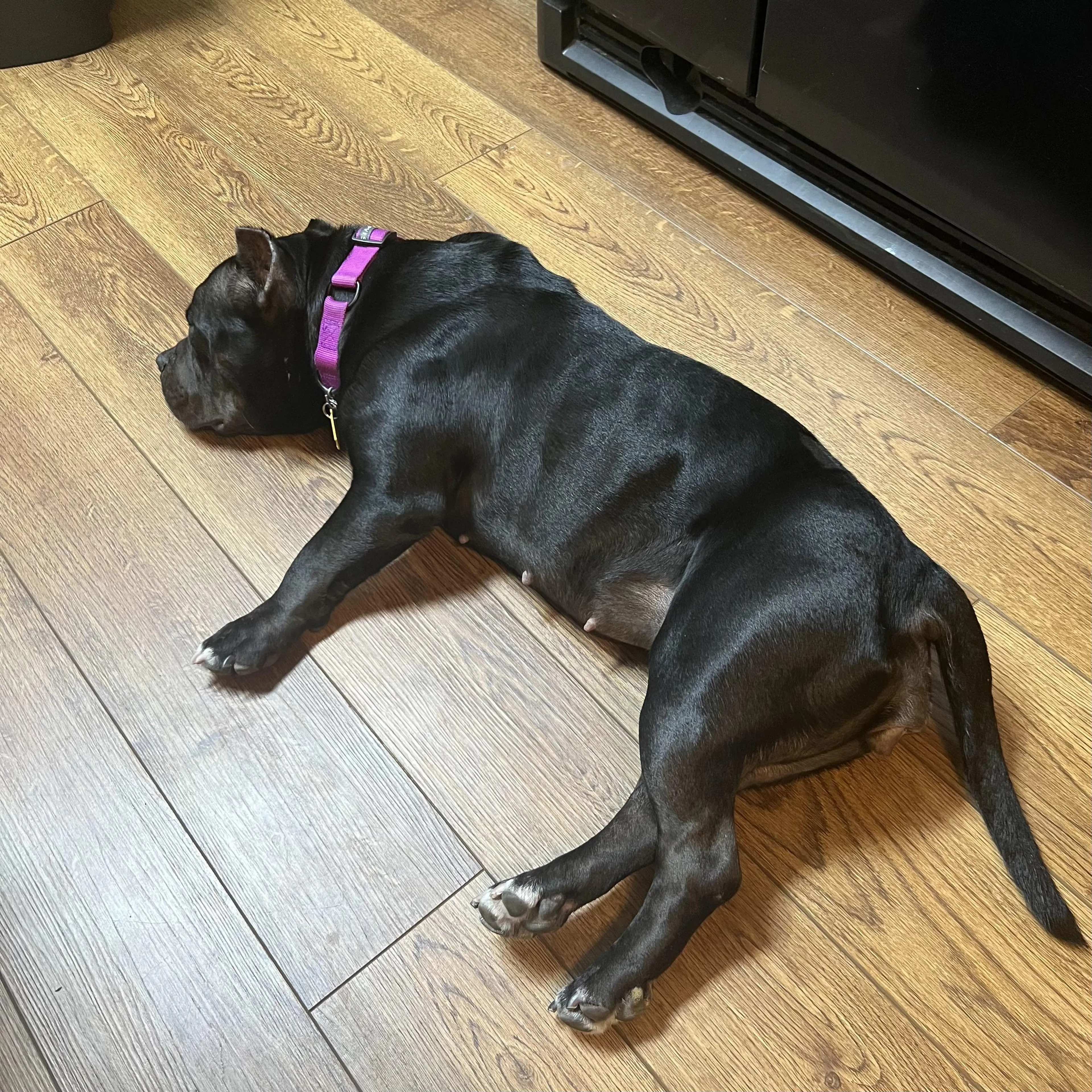 Found pet-5