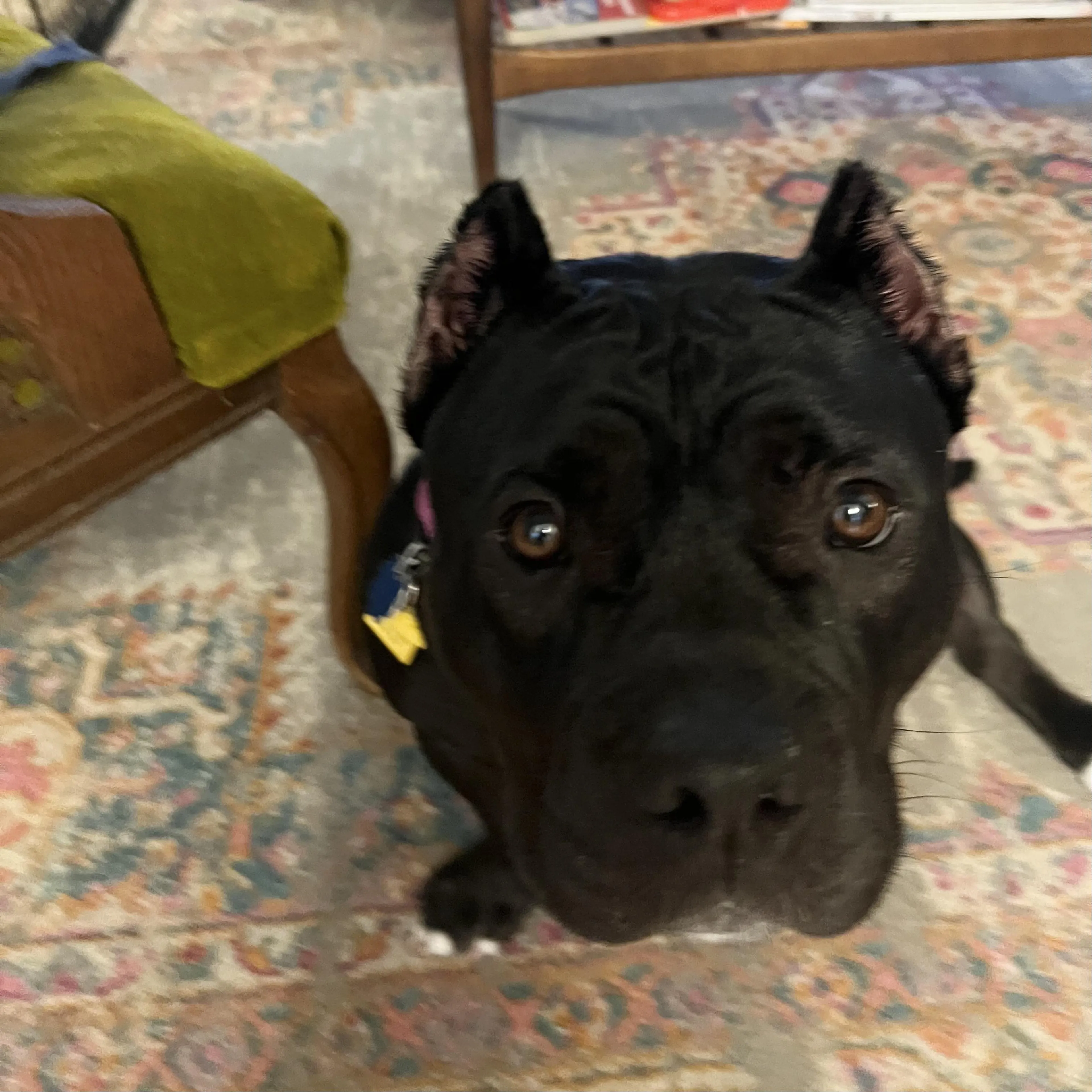 Found pet-2