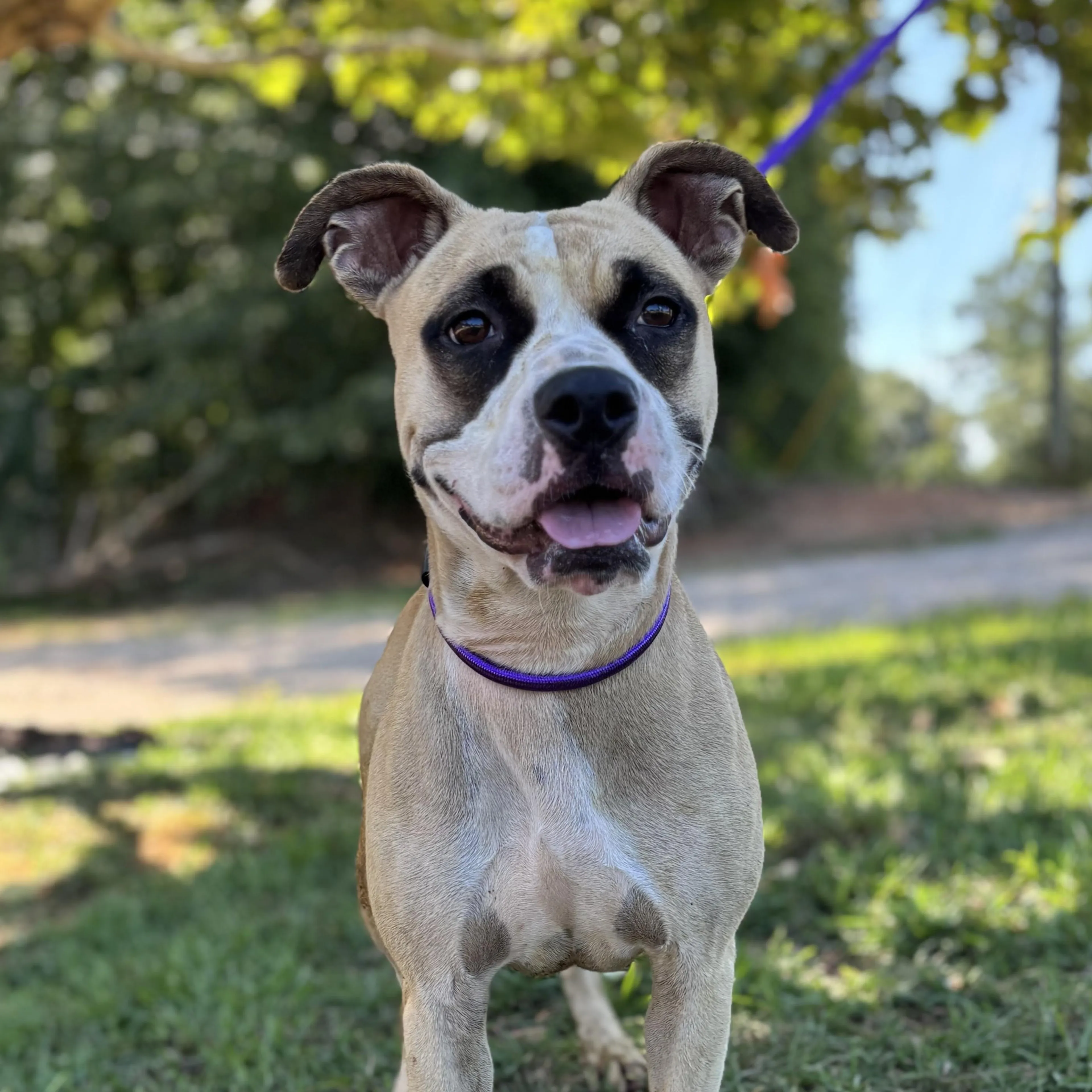 cdn image