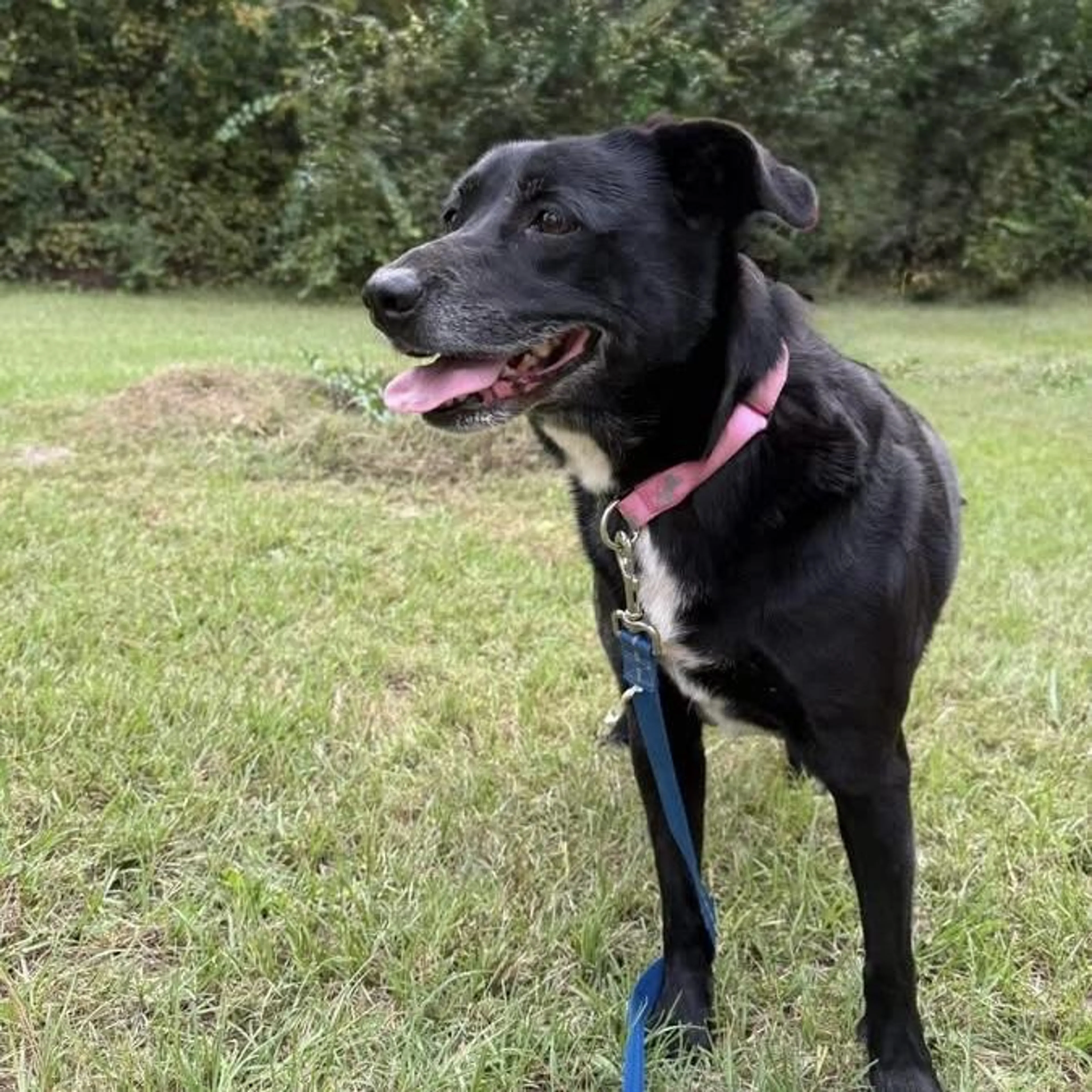 Found pet-1