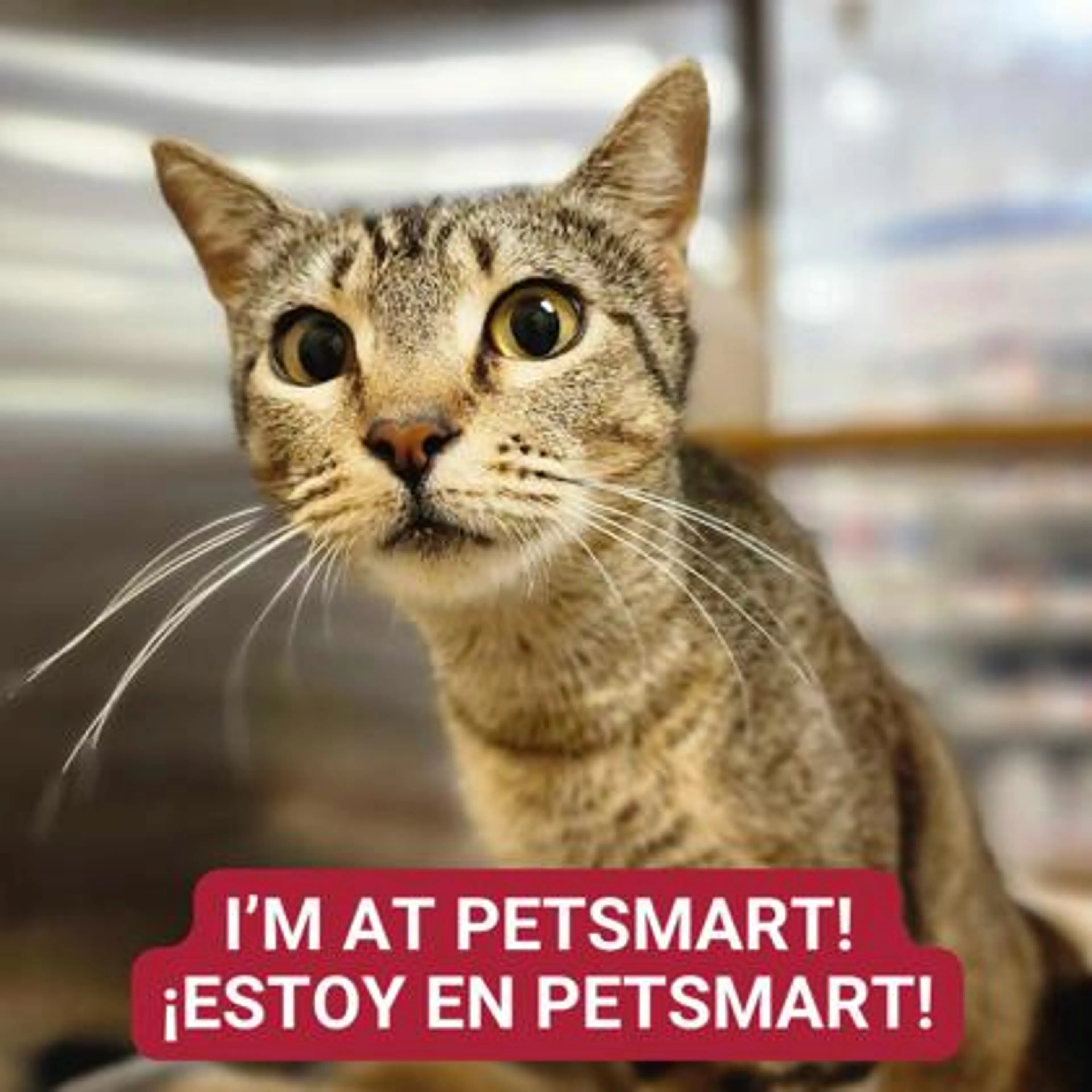 Found pet-0
