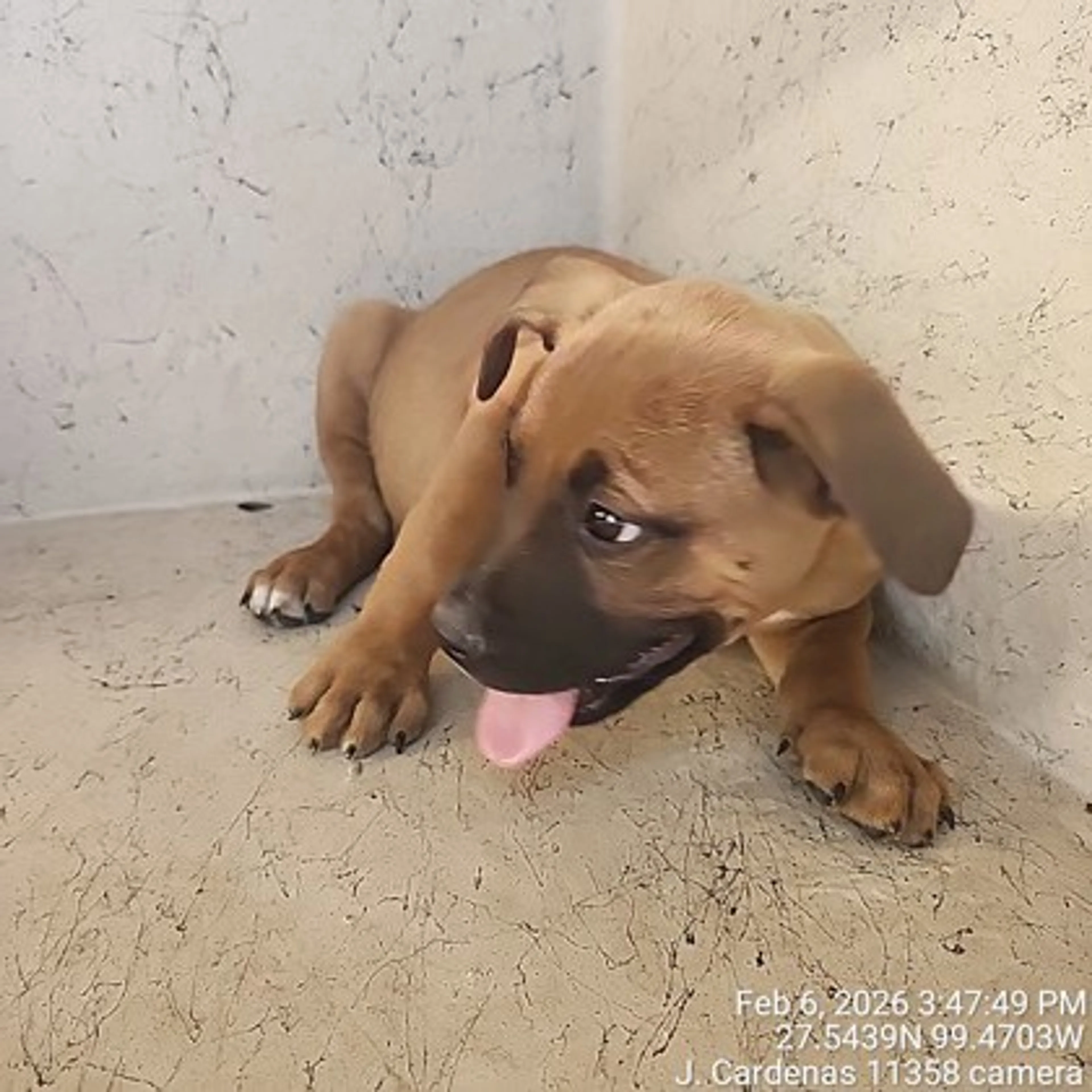 Found pet