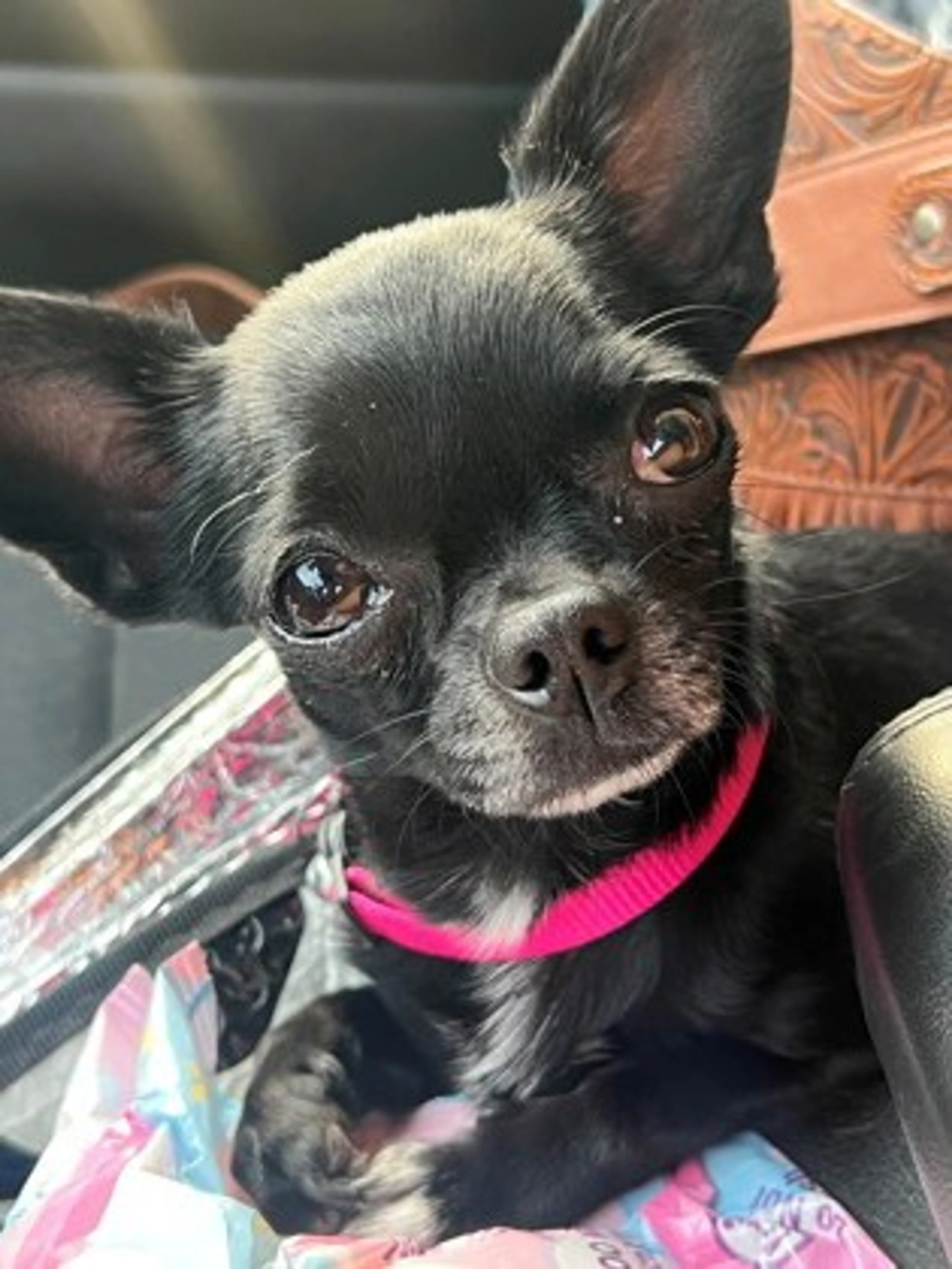 Found pet
