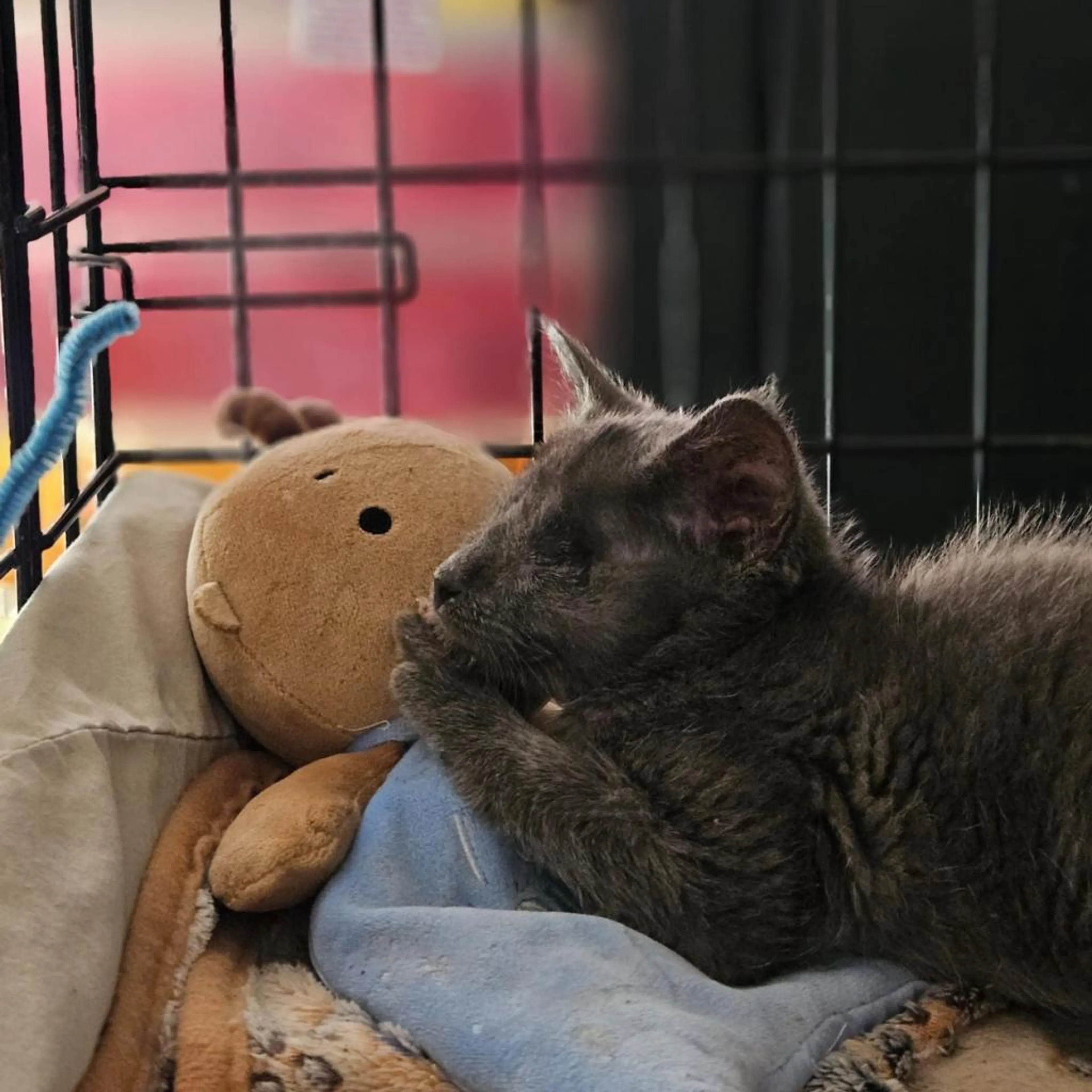 Found pet-1