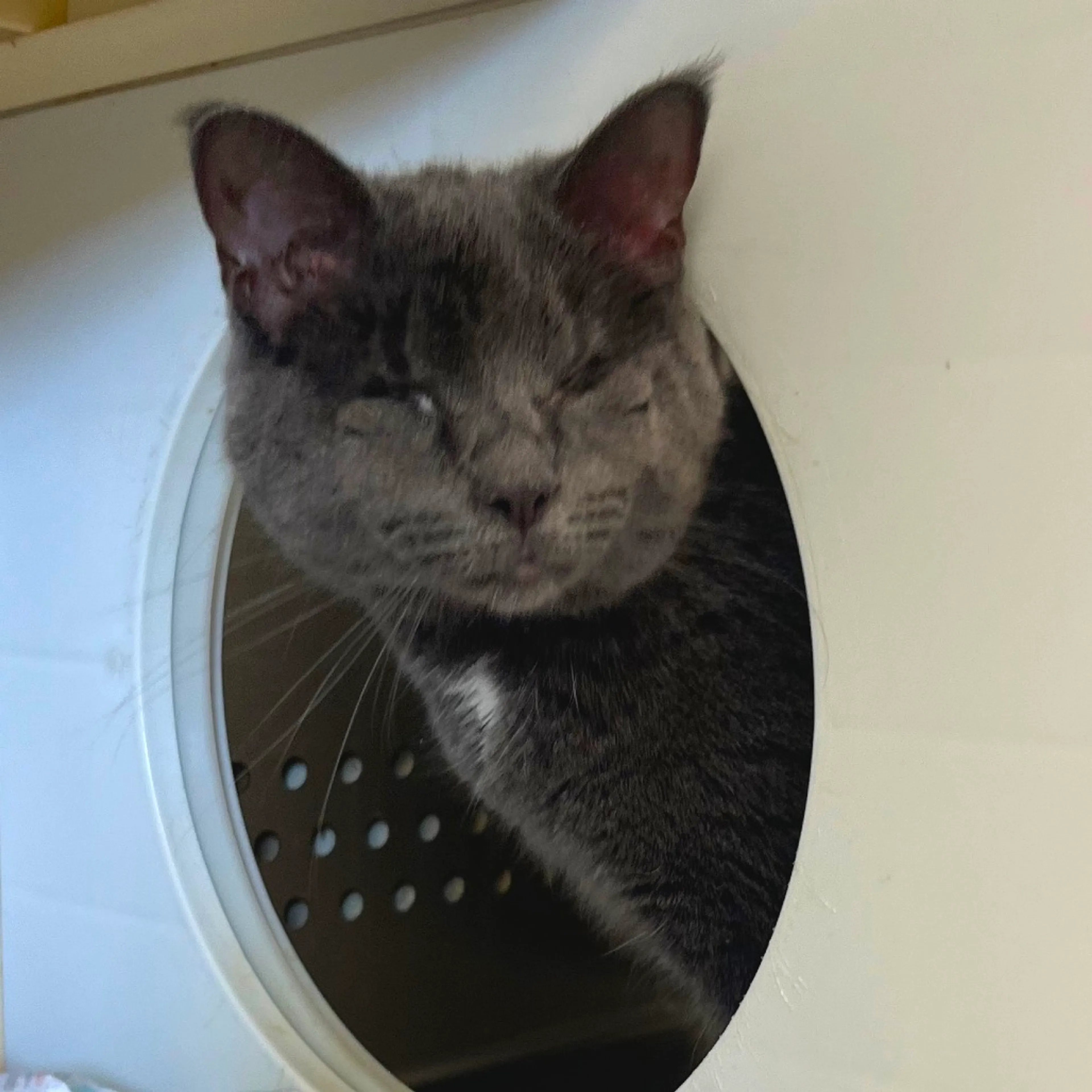 Found pet-0