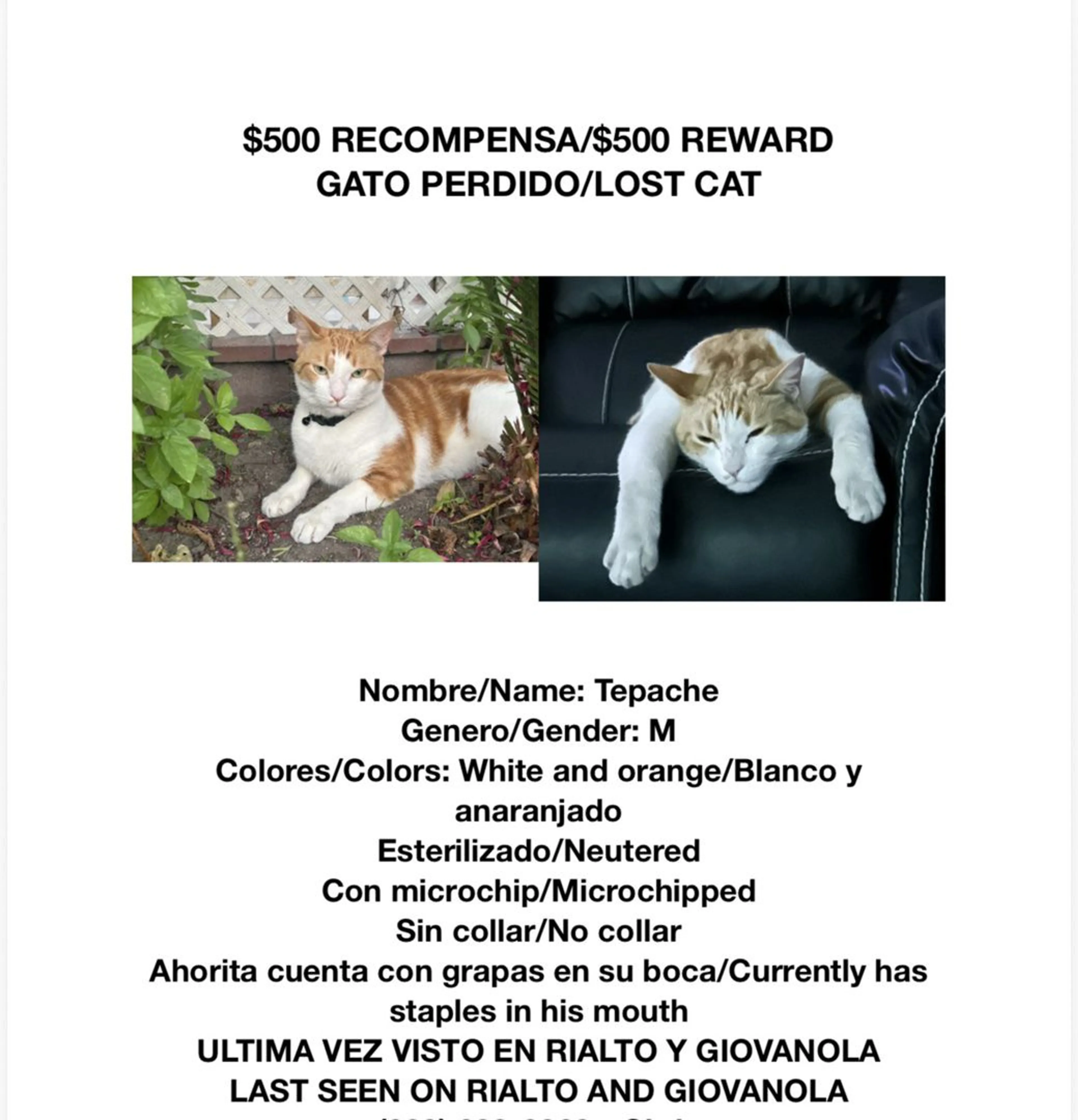 Lost pet