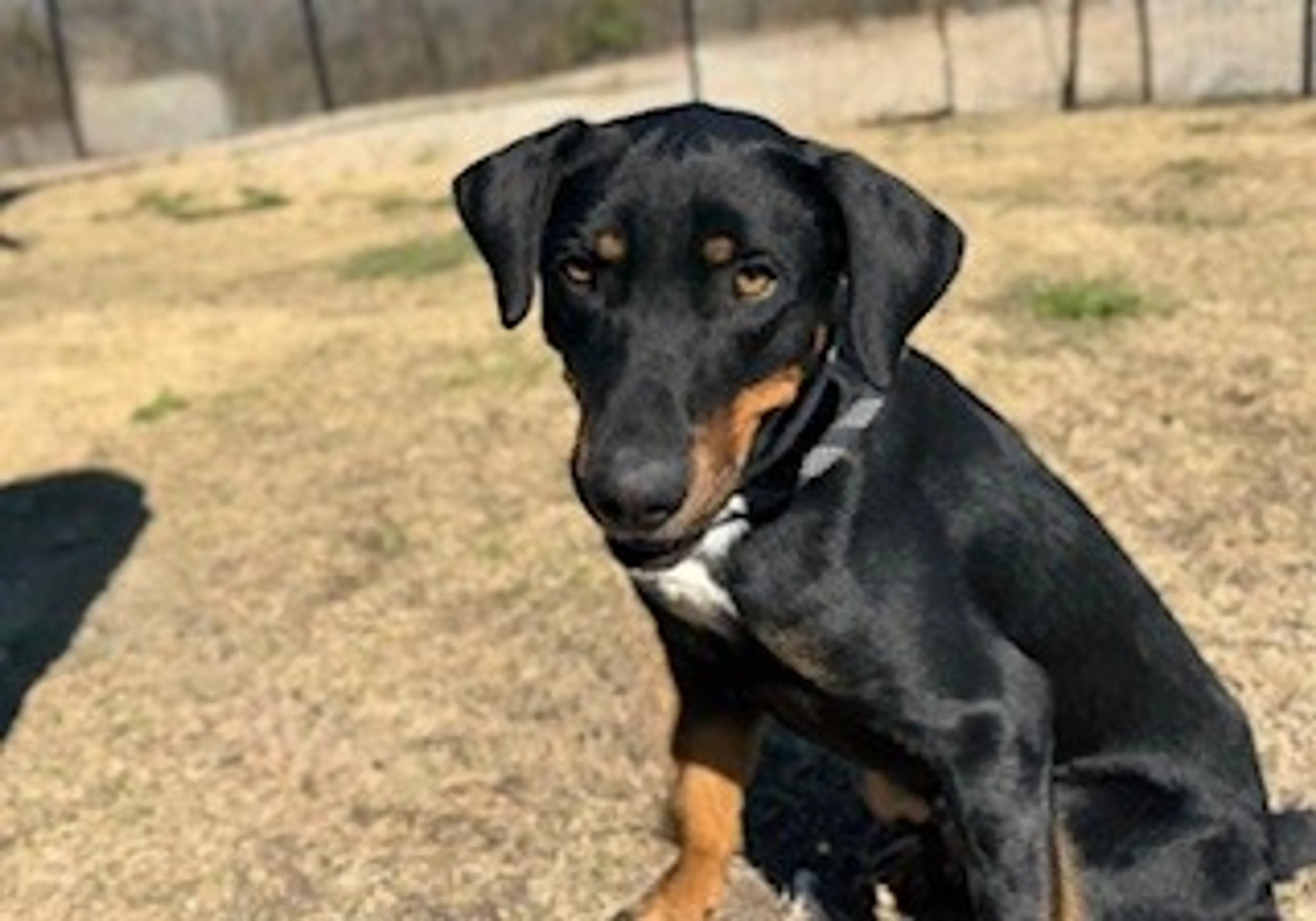 Found pet