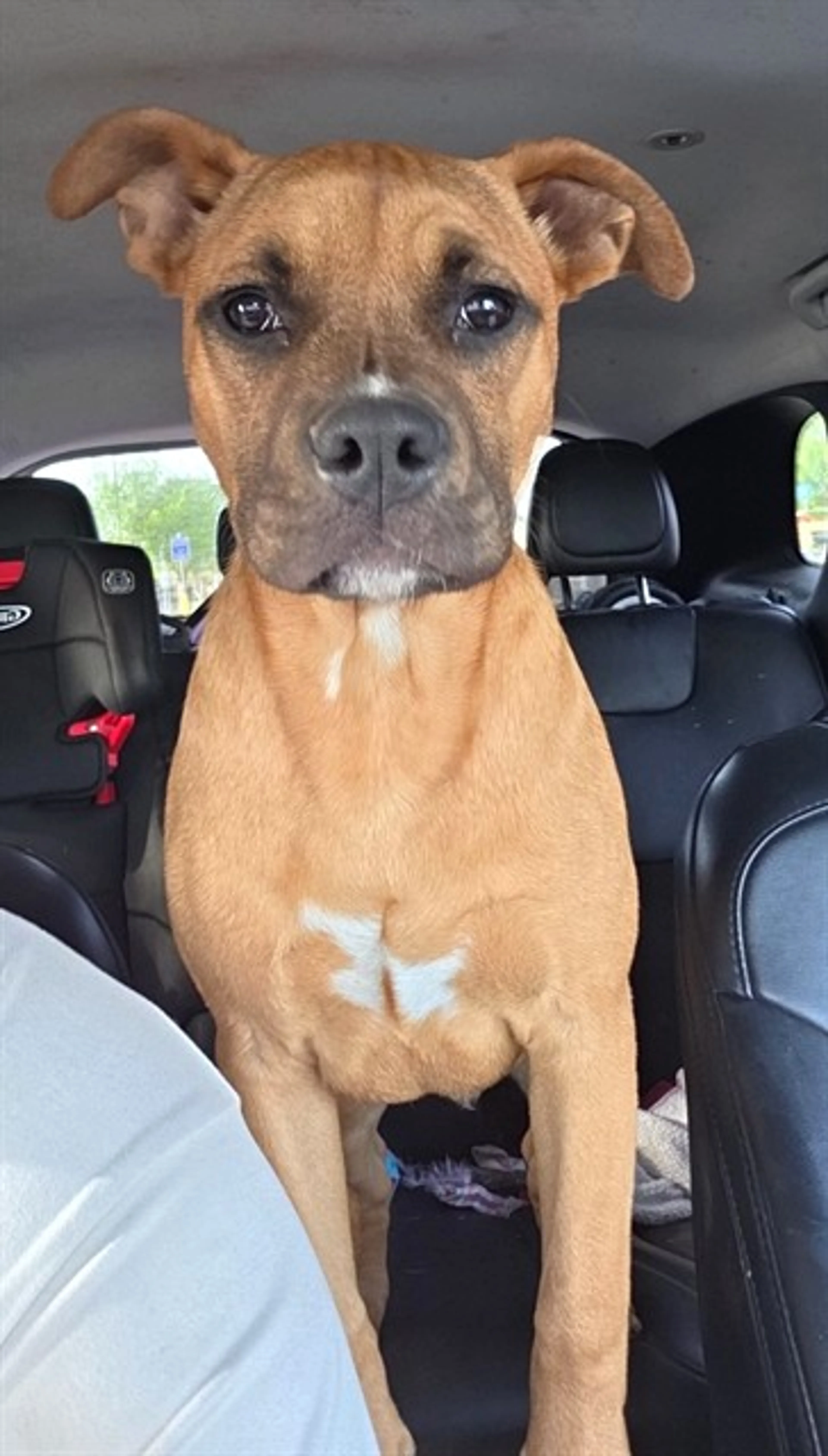 Found pet
