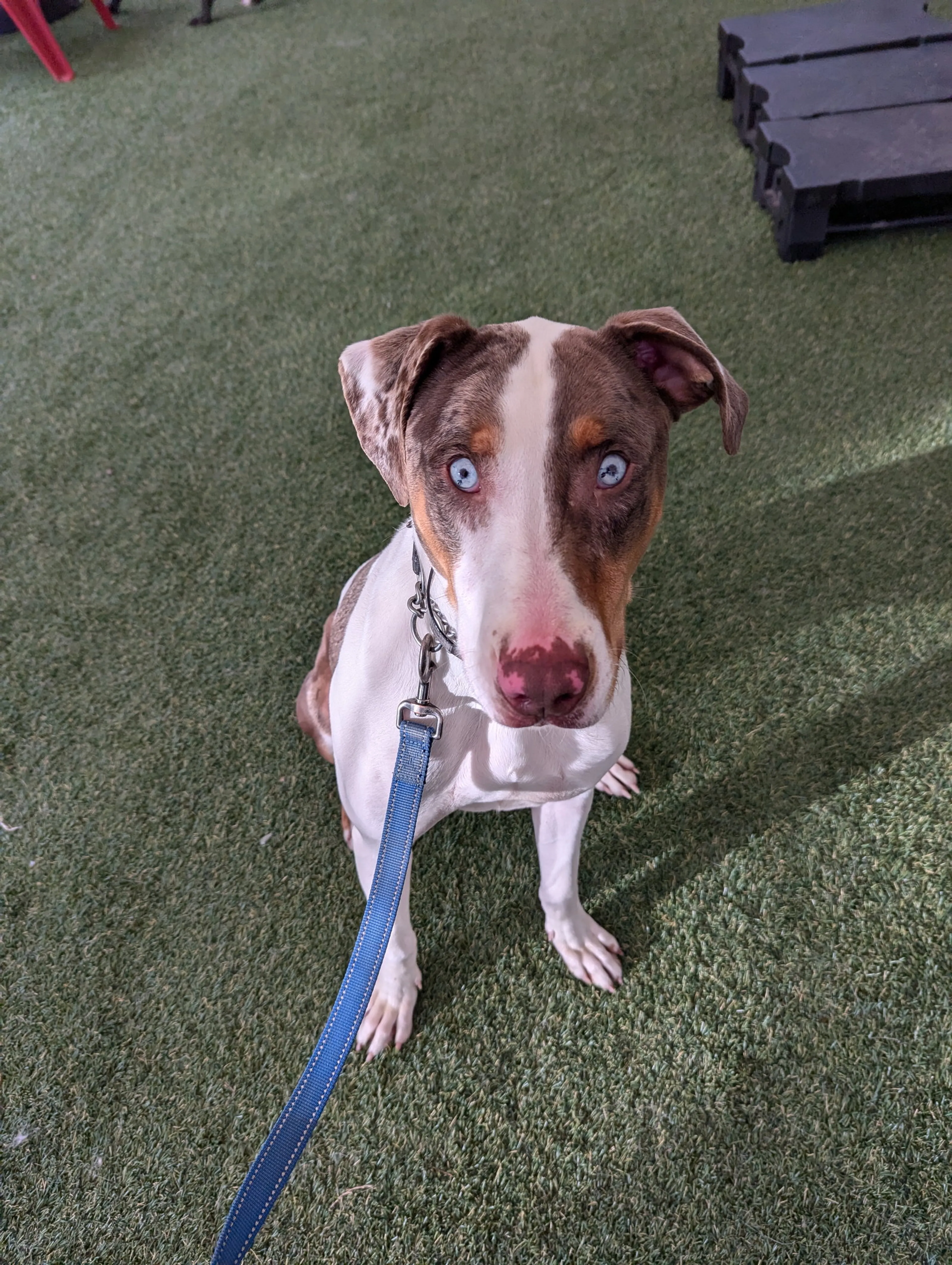 Found pet-2