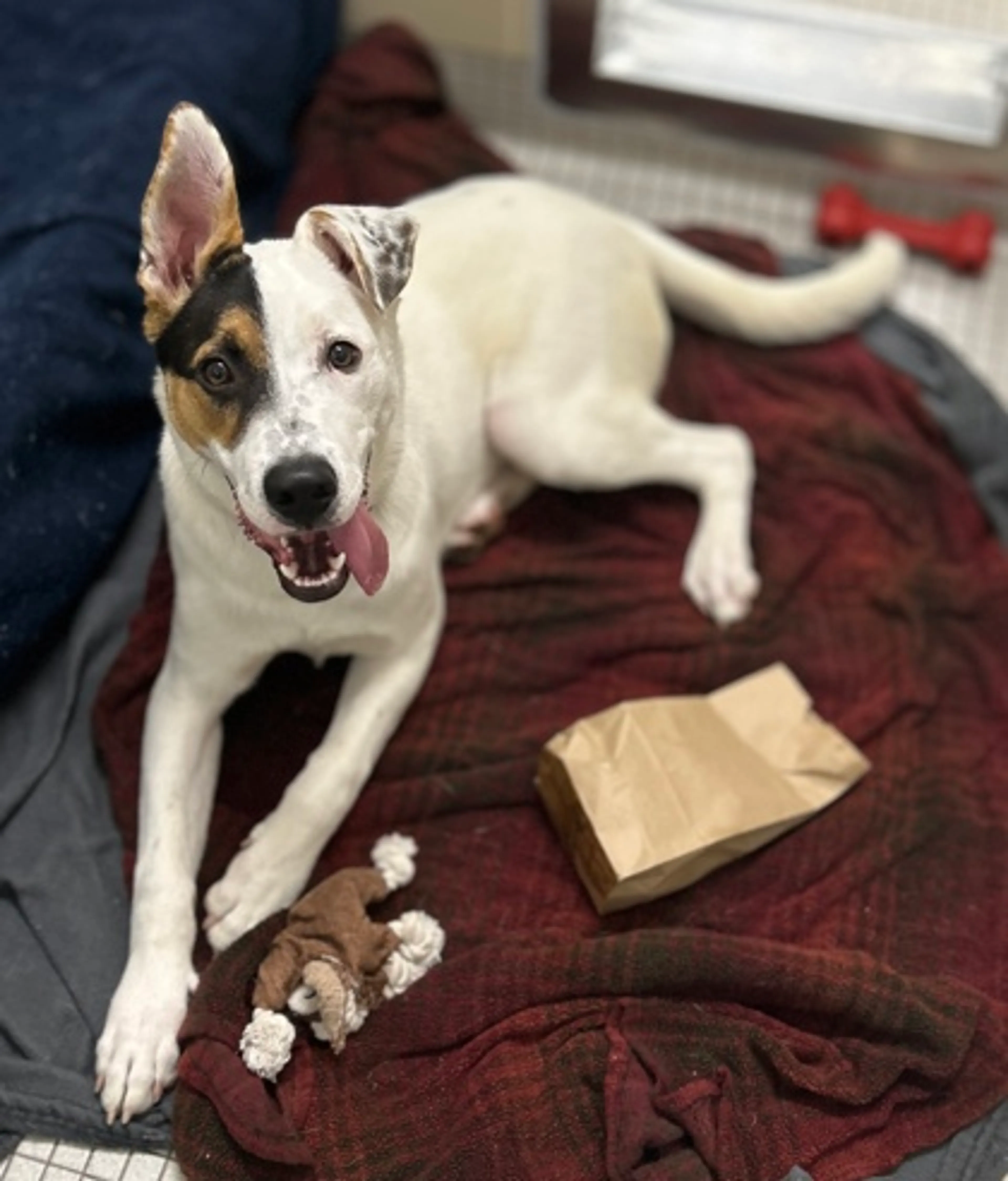 Found pet-2