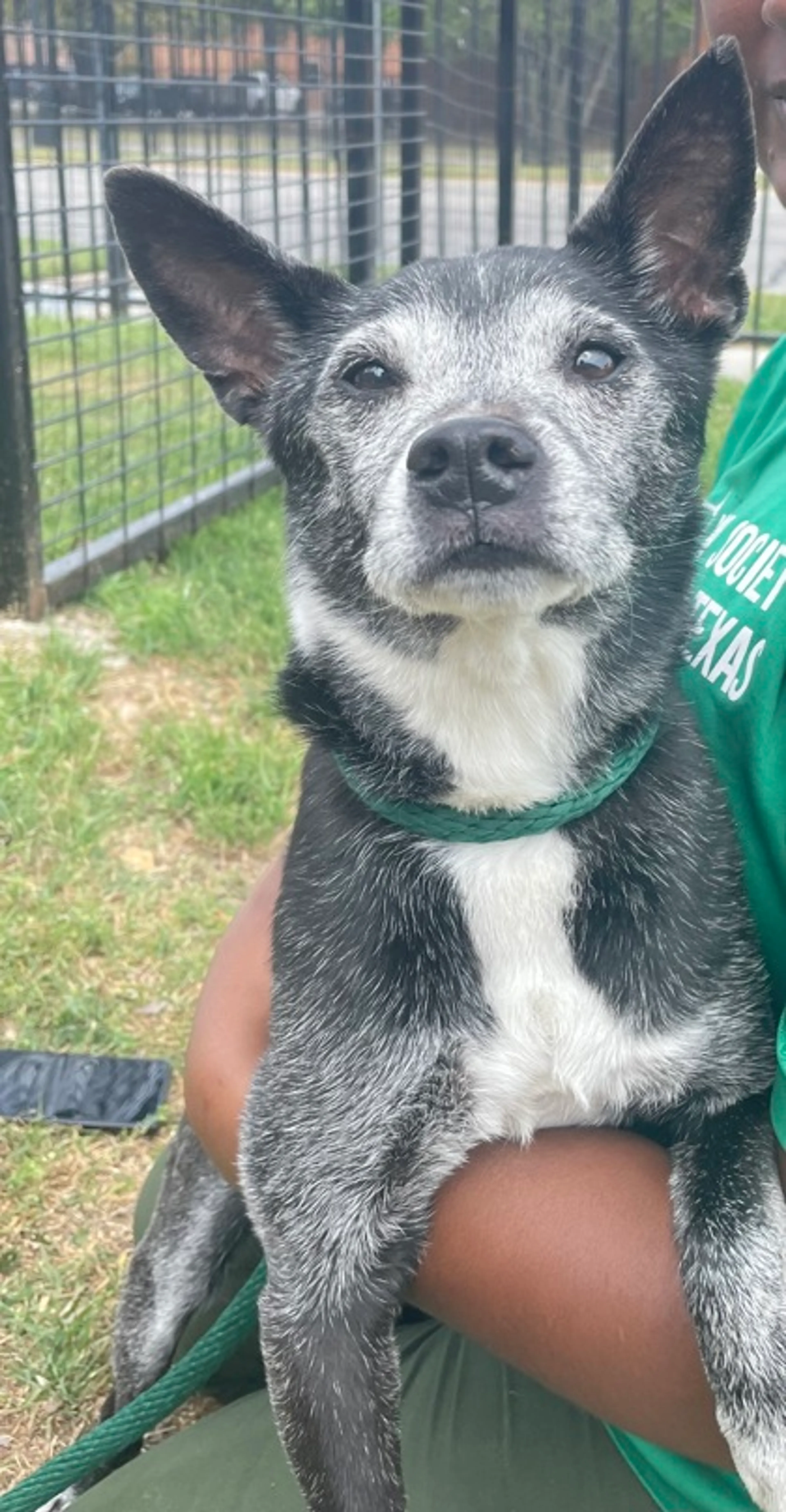 Found pet-1