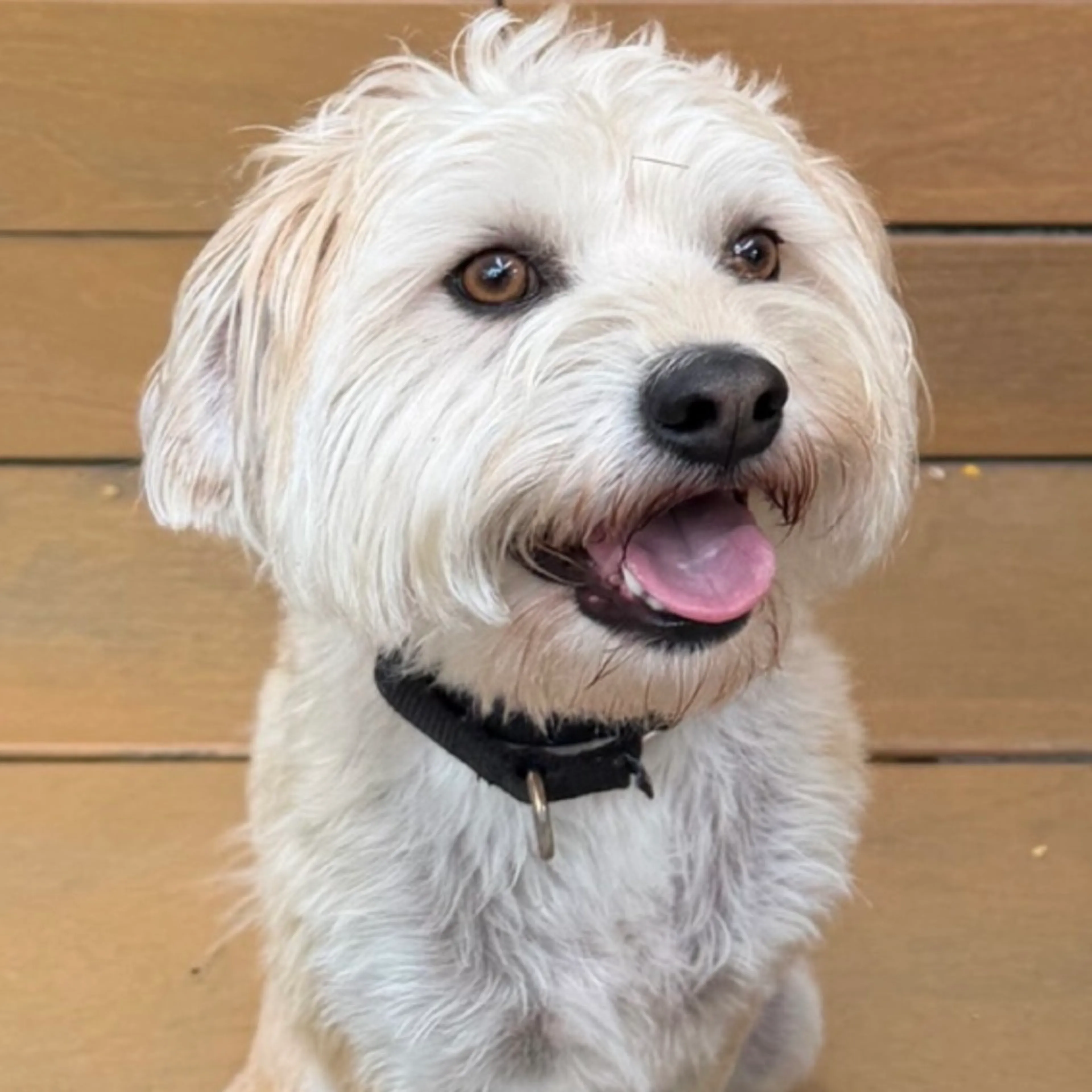 Found pet-1