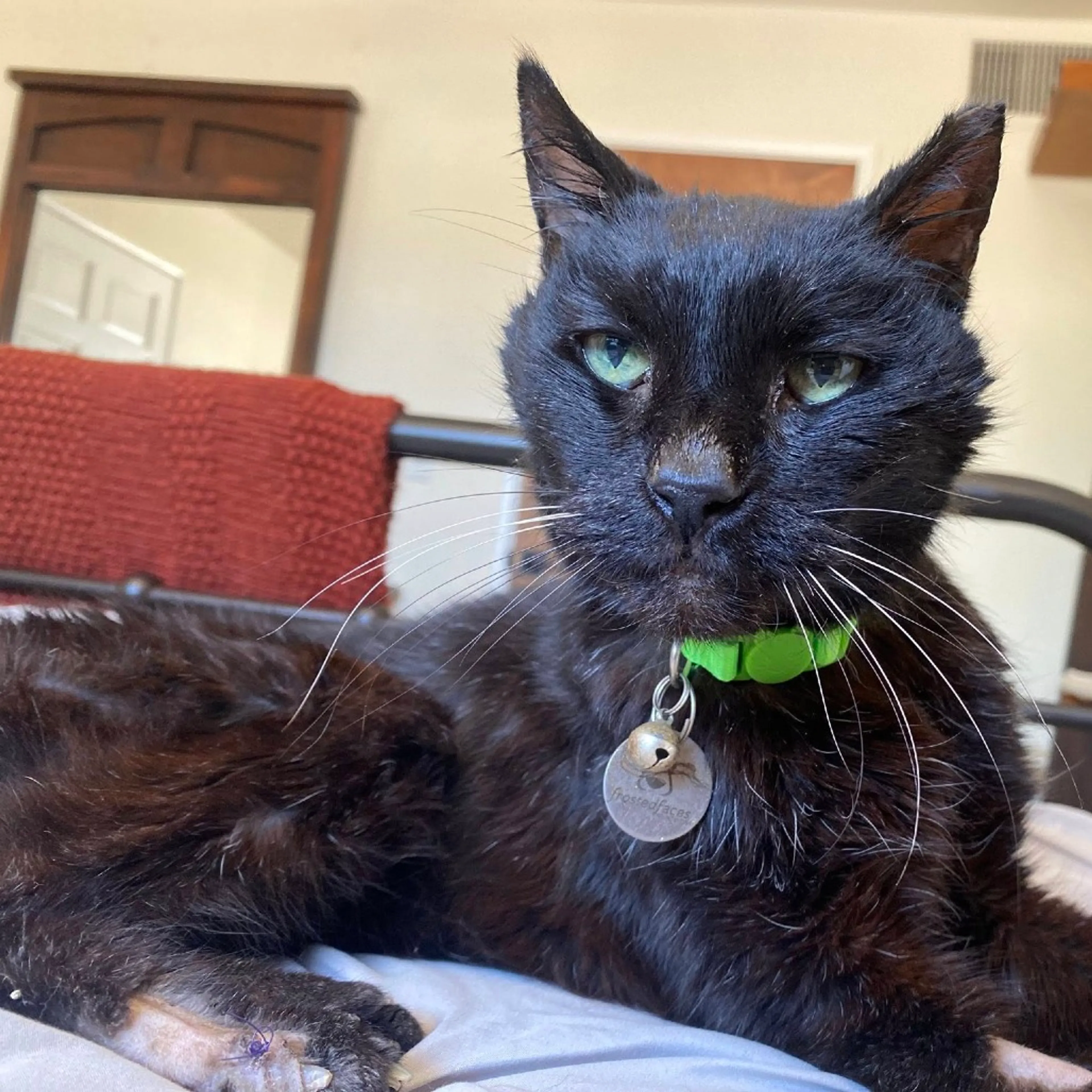 Found pet-3