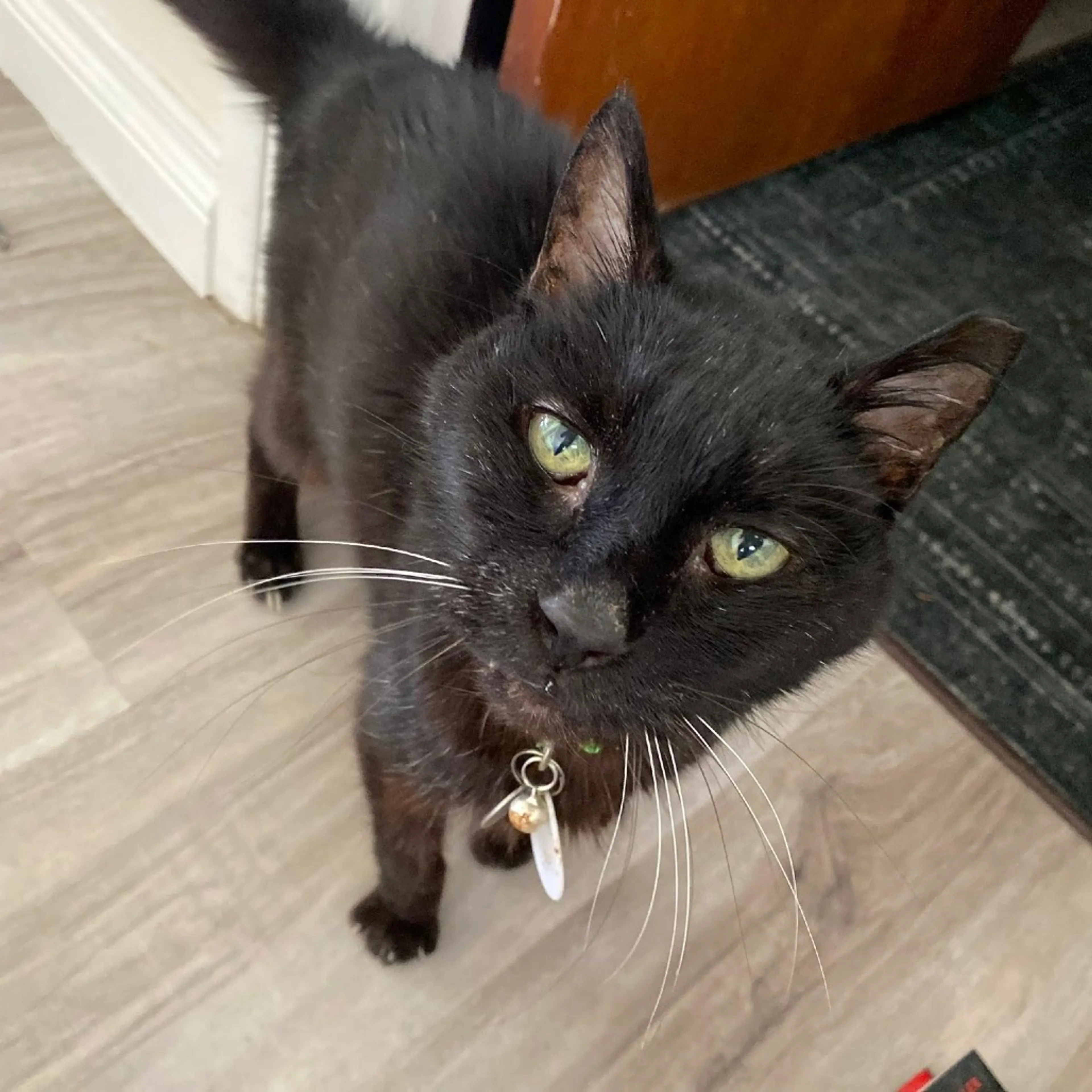 Found pet-1