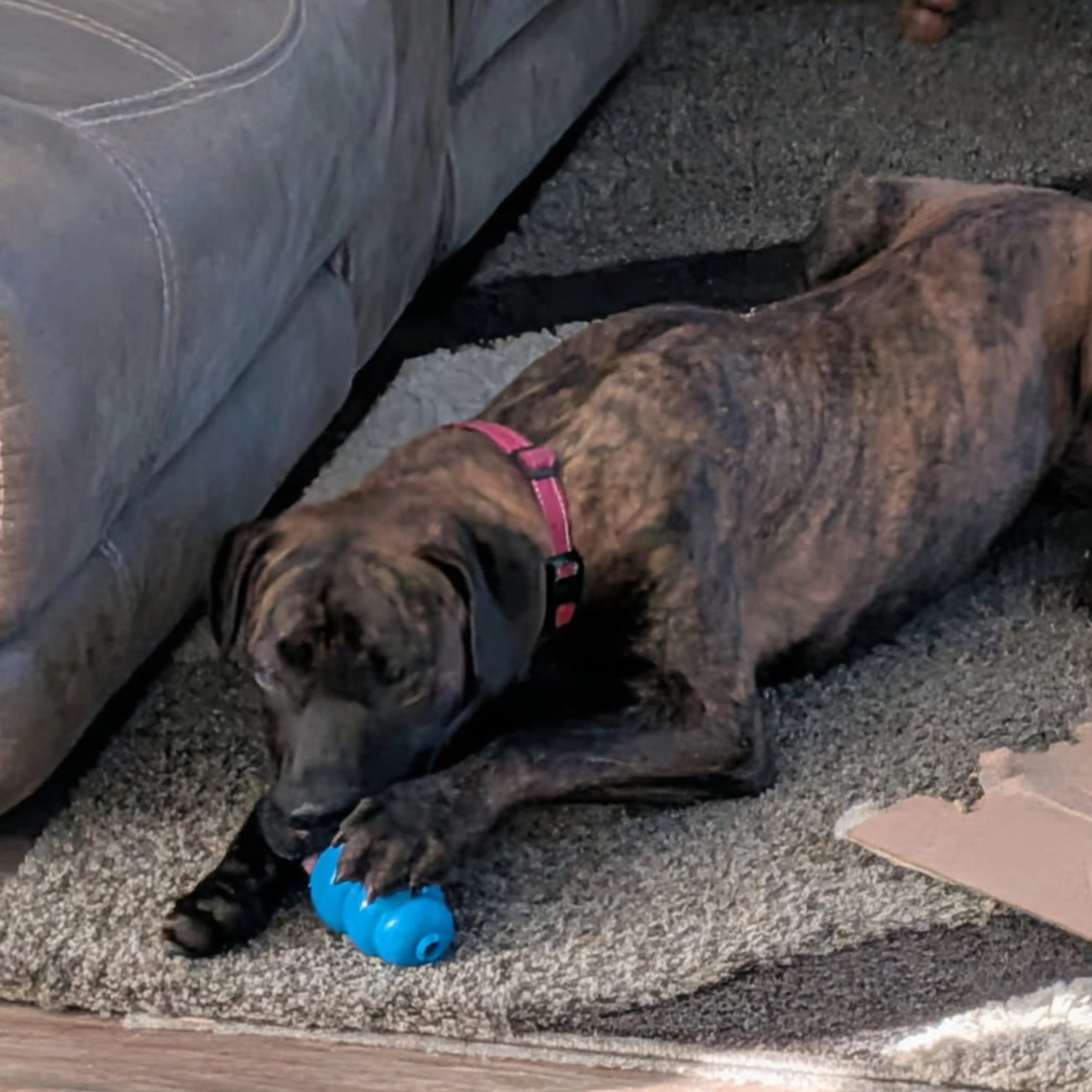 Found pet-12