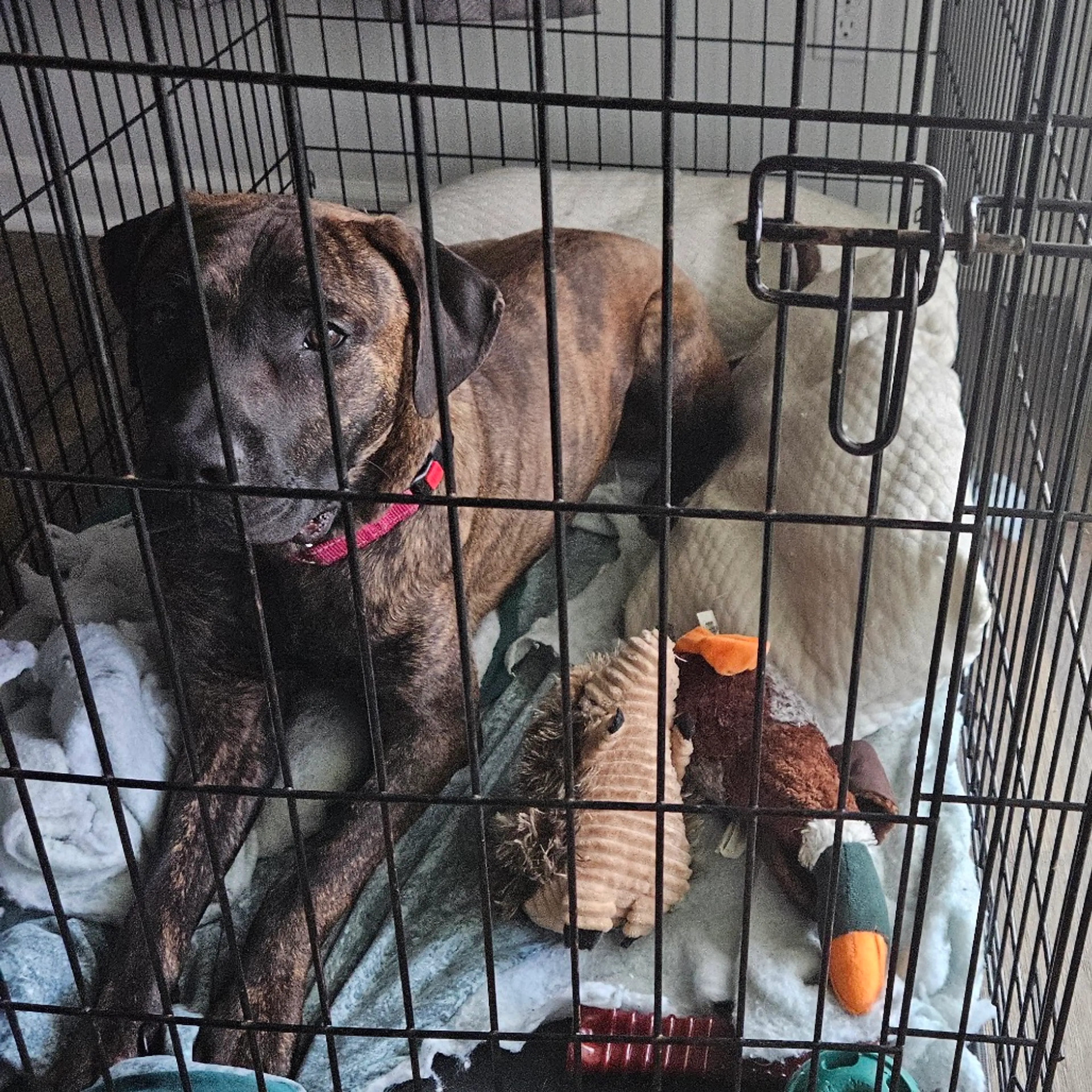 Found pet-13