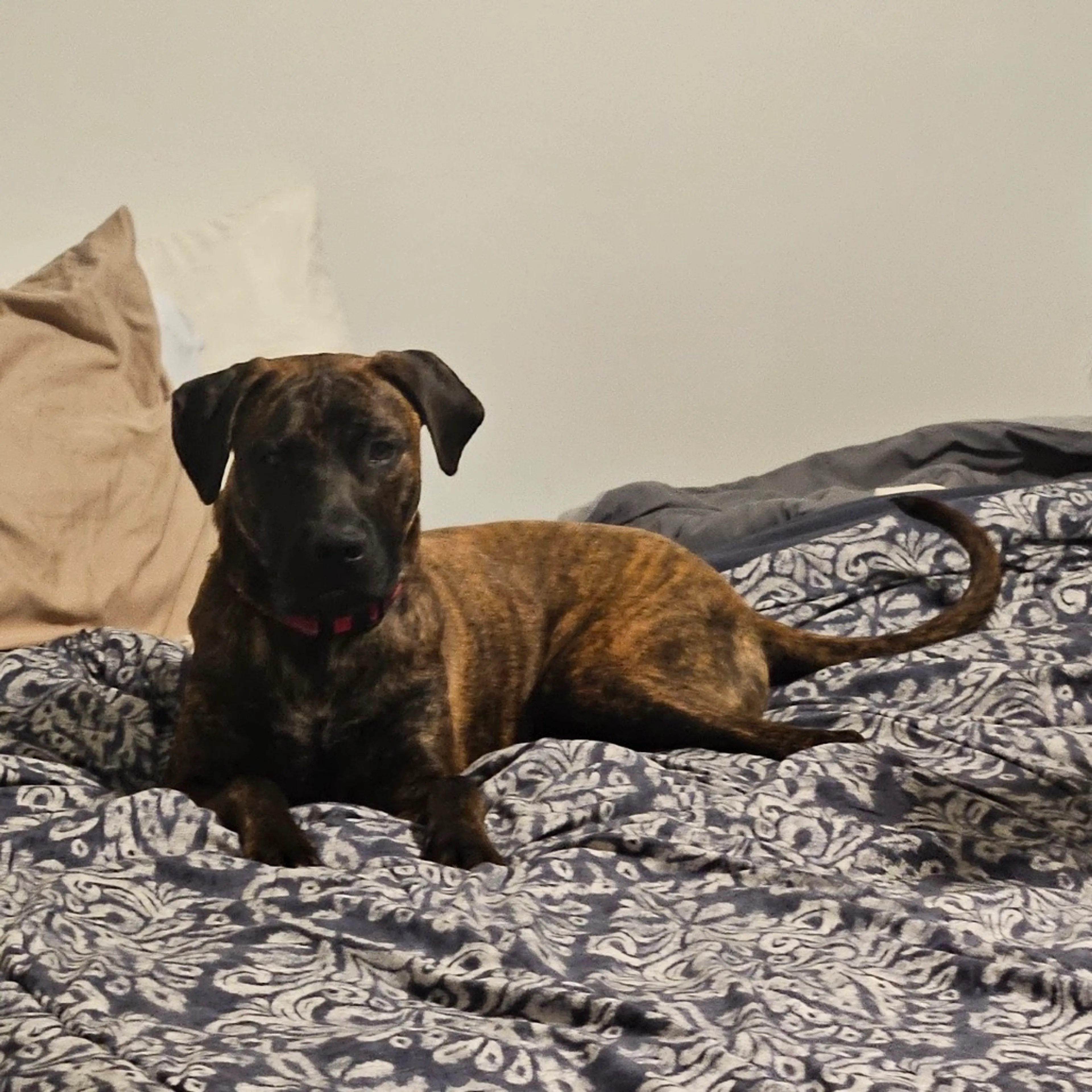Found pet-8