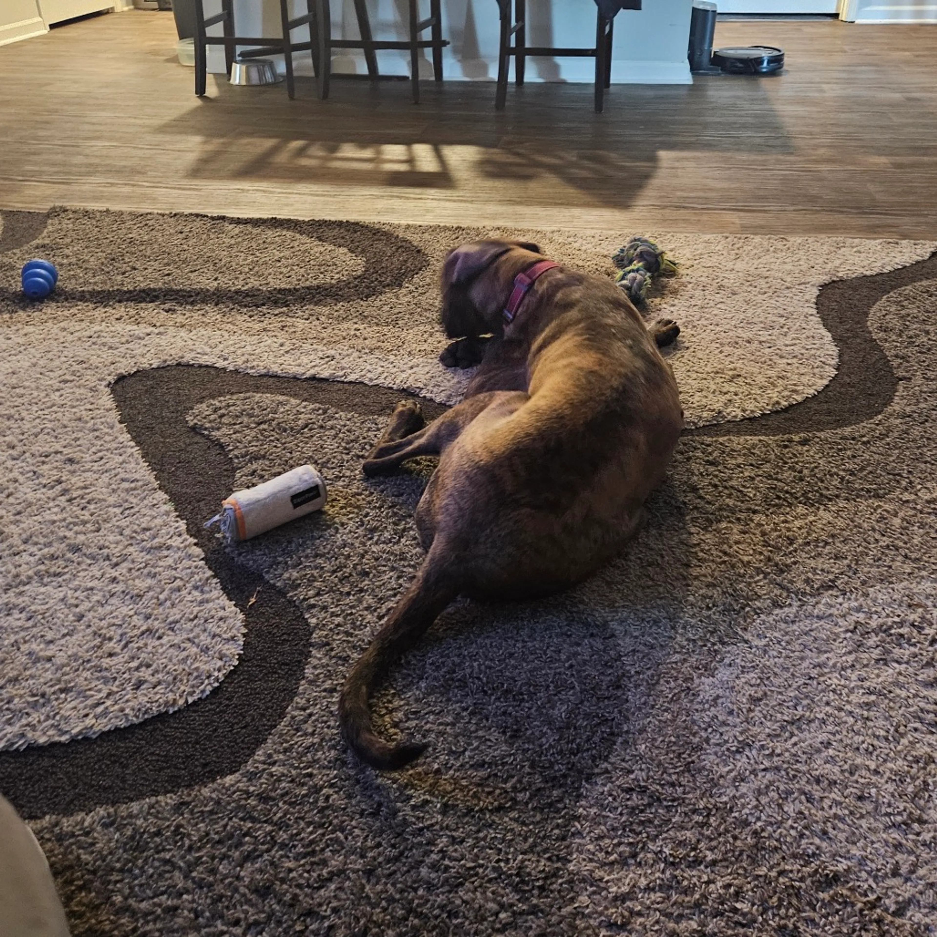 Found pet-9