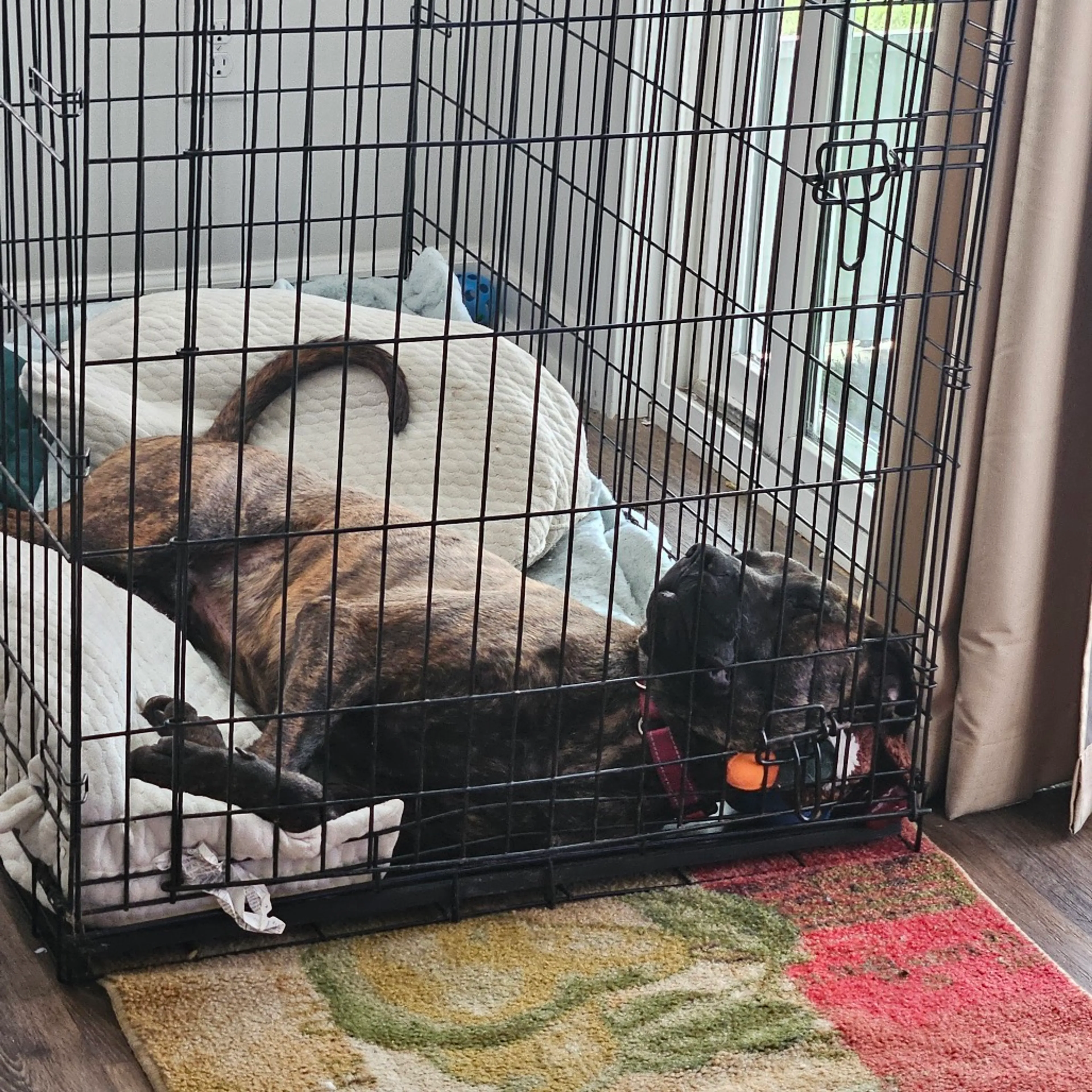 Found pet-11