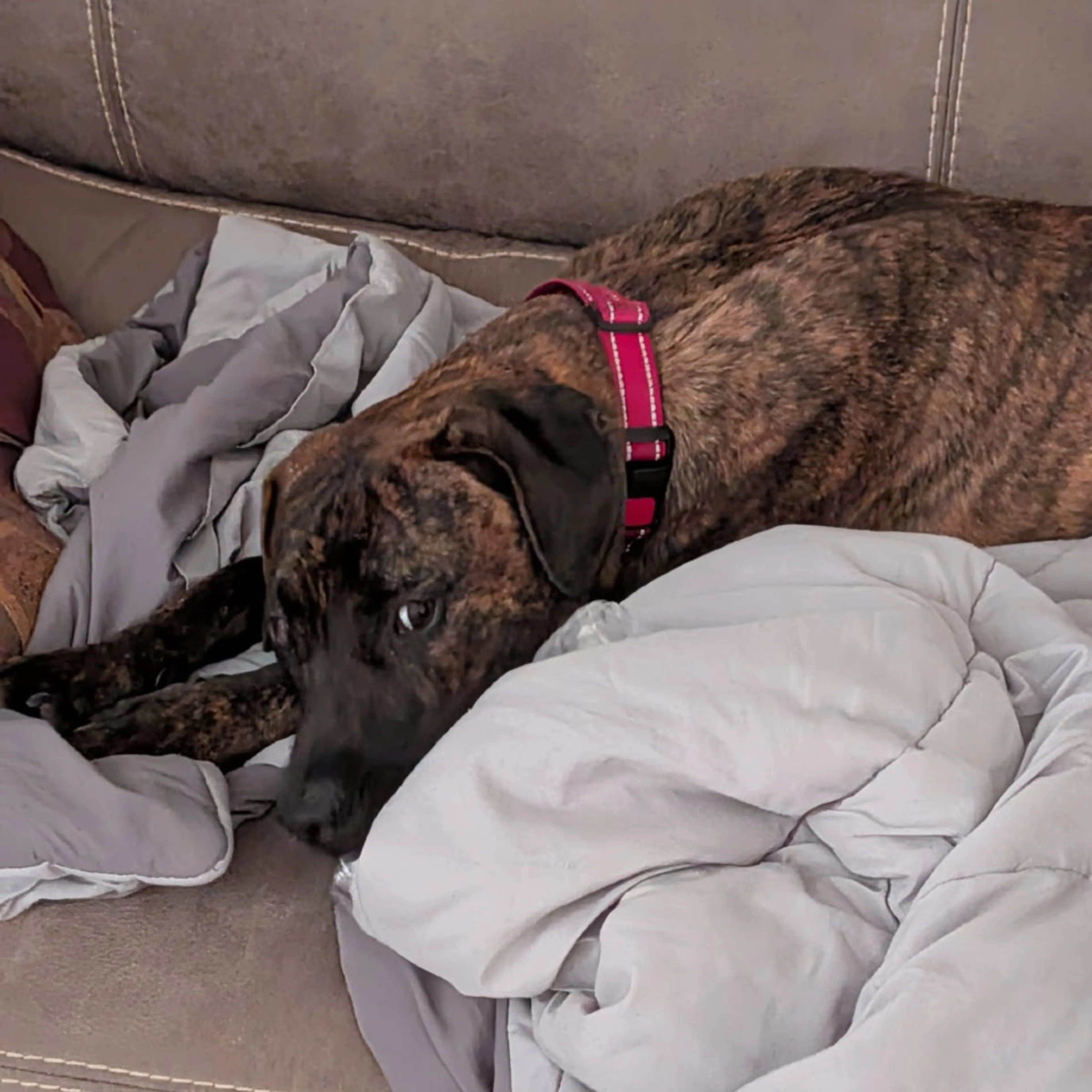 Found pet-10