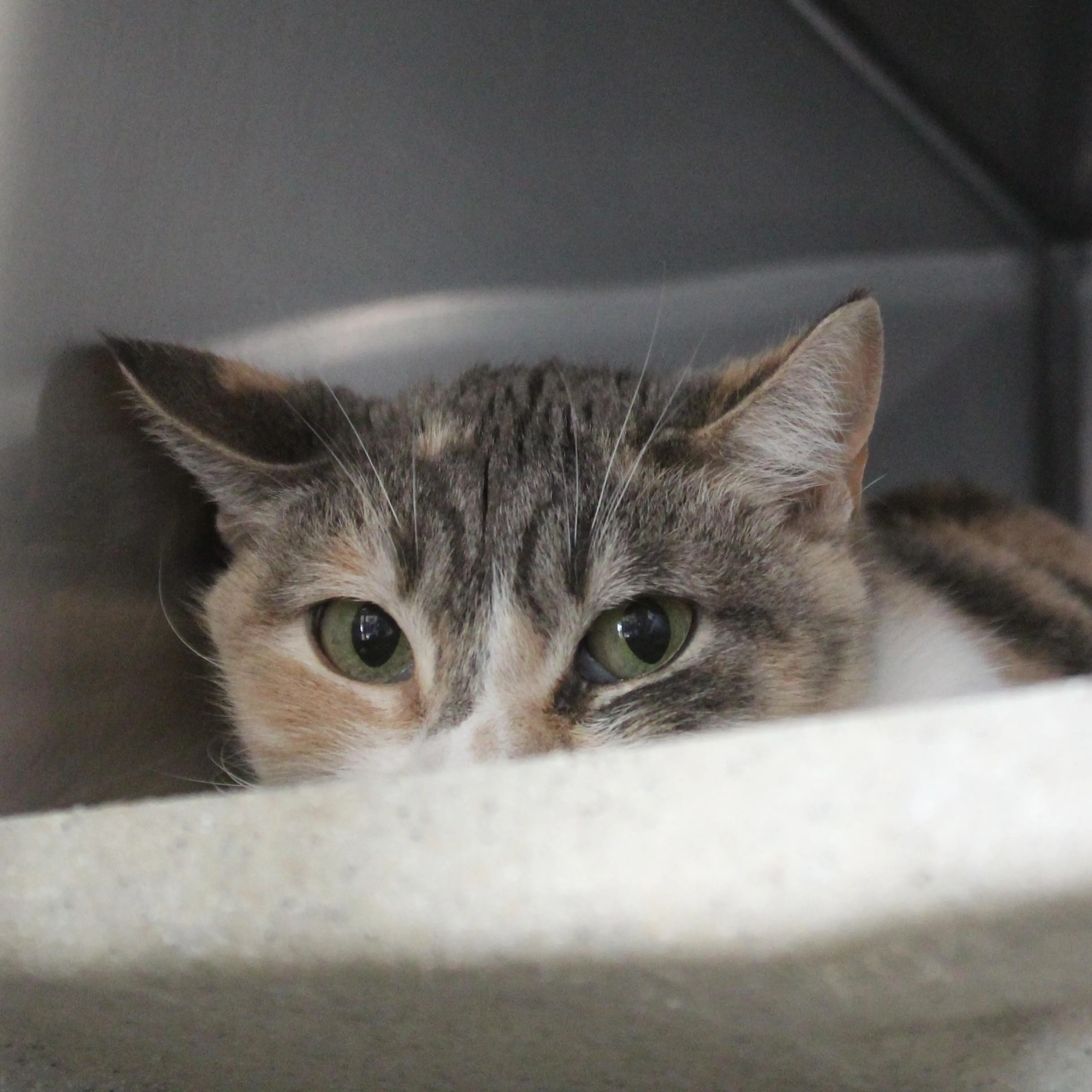 Found pet-2