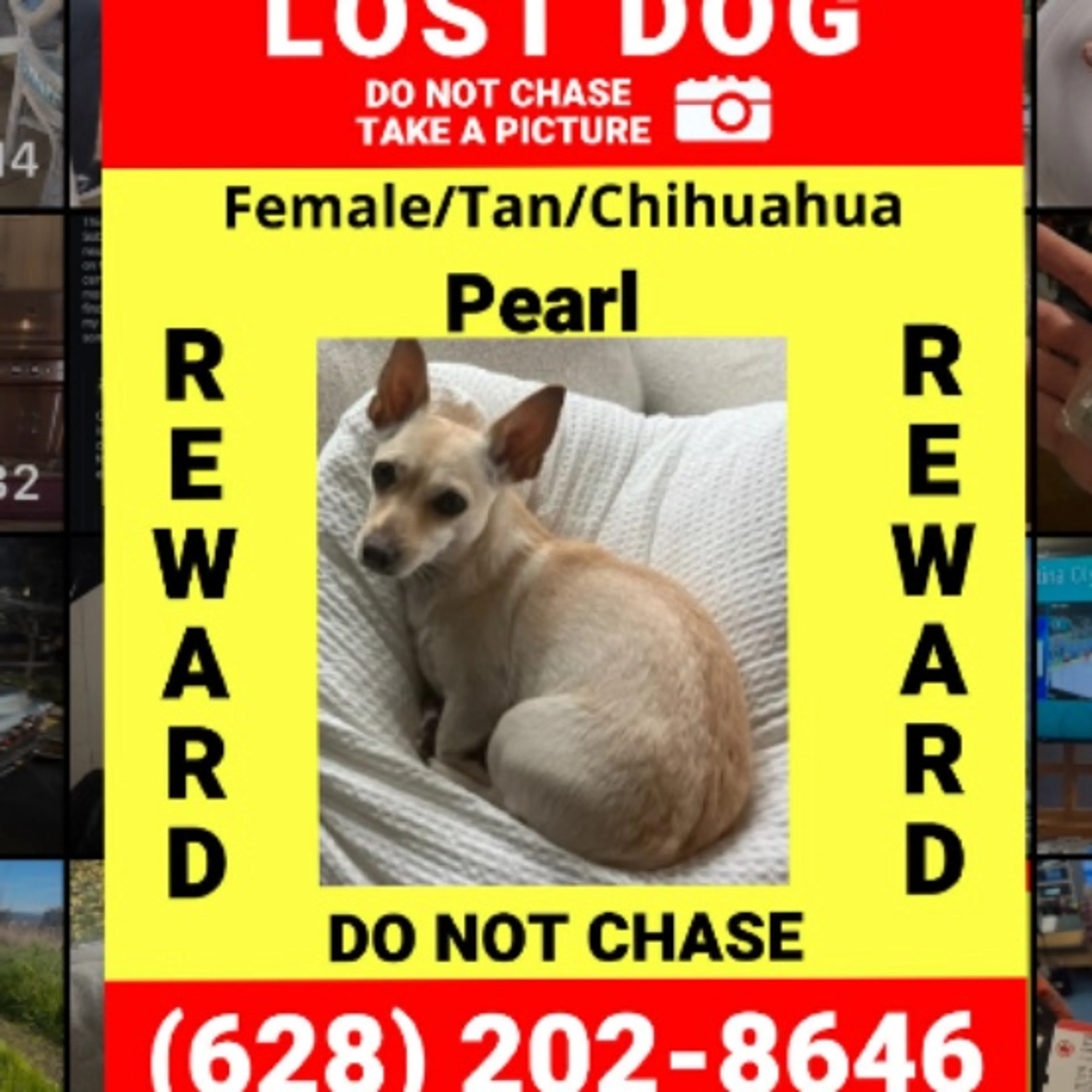 Lost pet