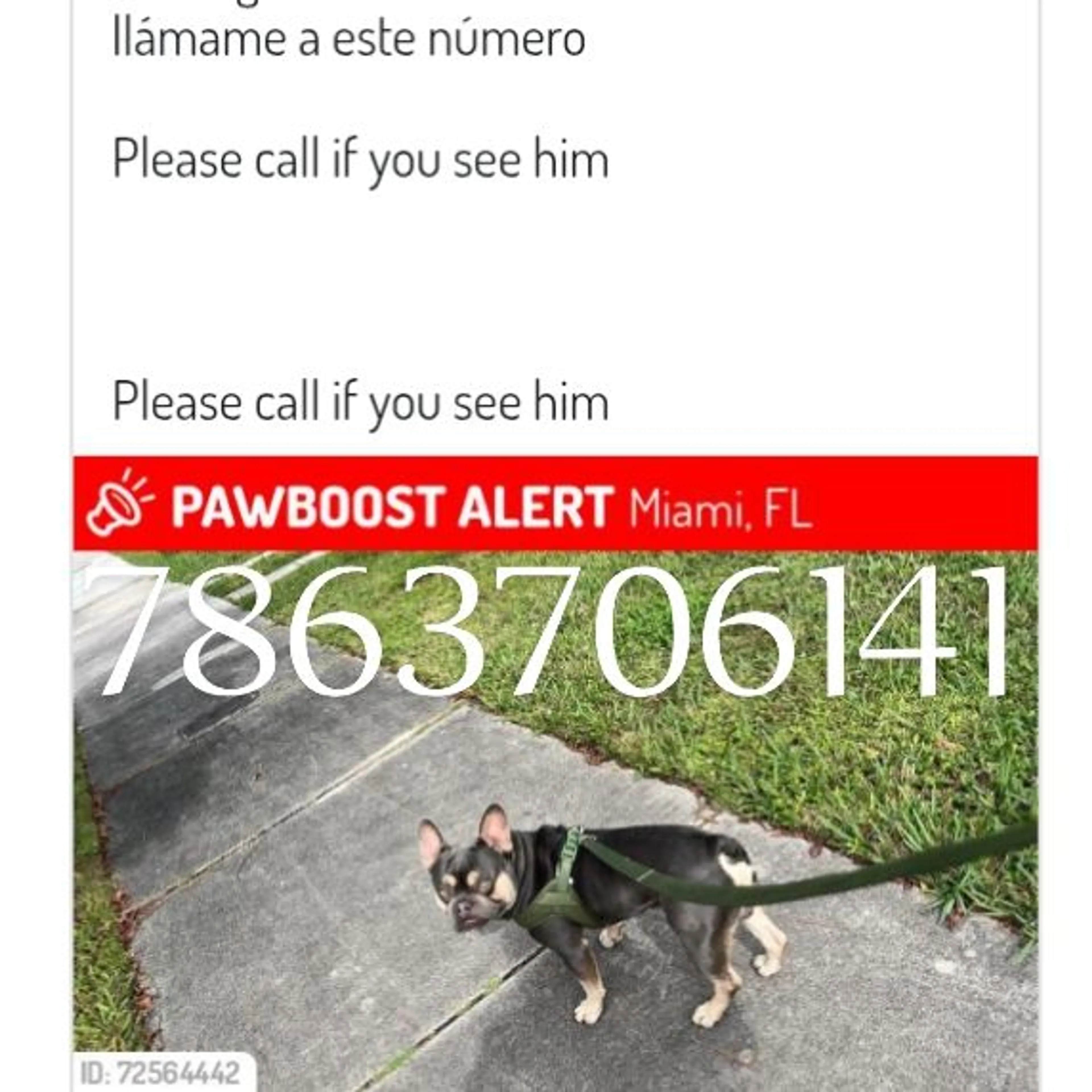 Lost pet-0
