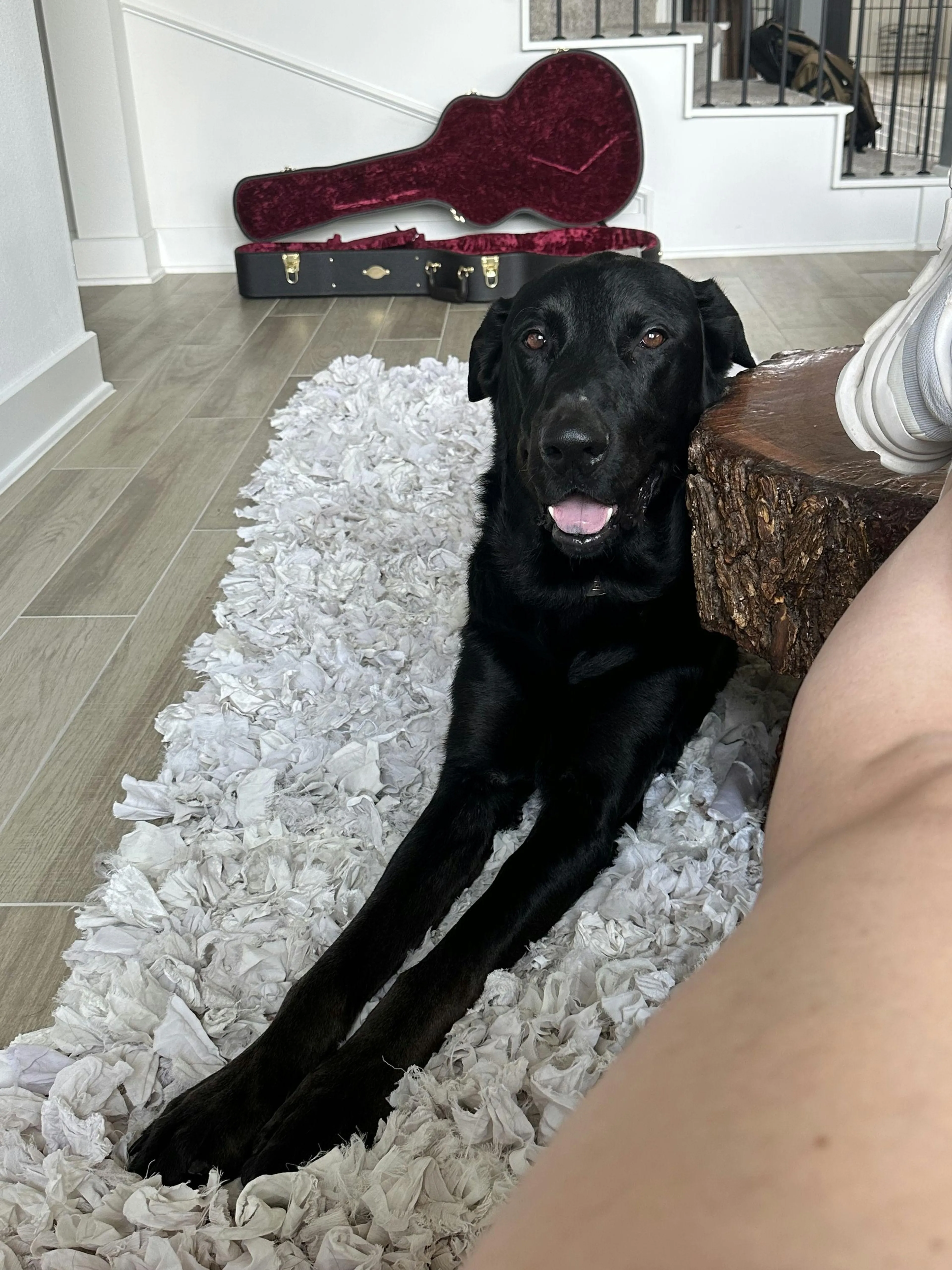 Found pet-2