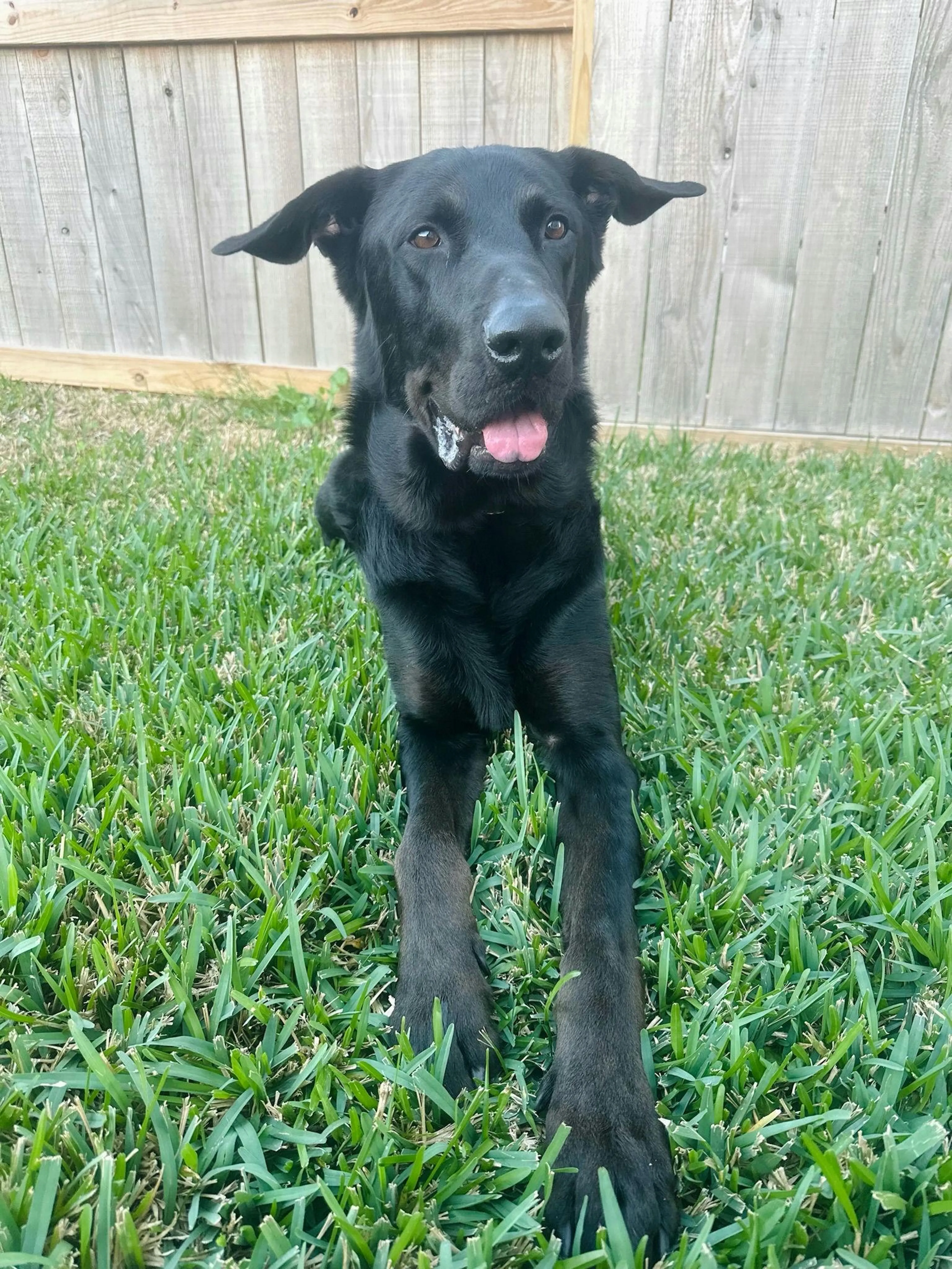 Found pet-1