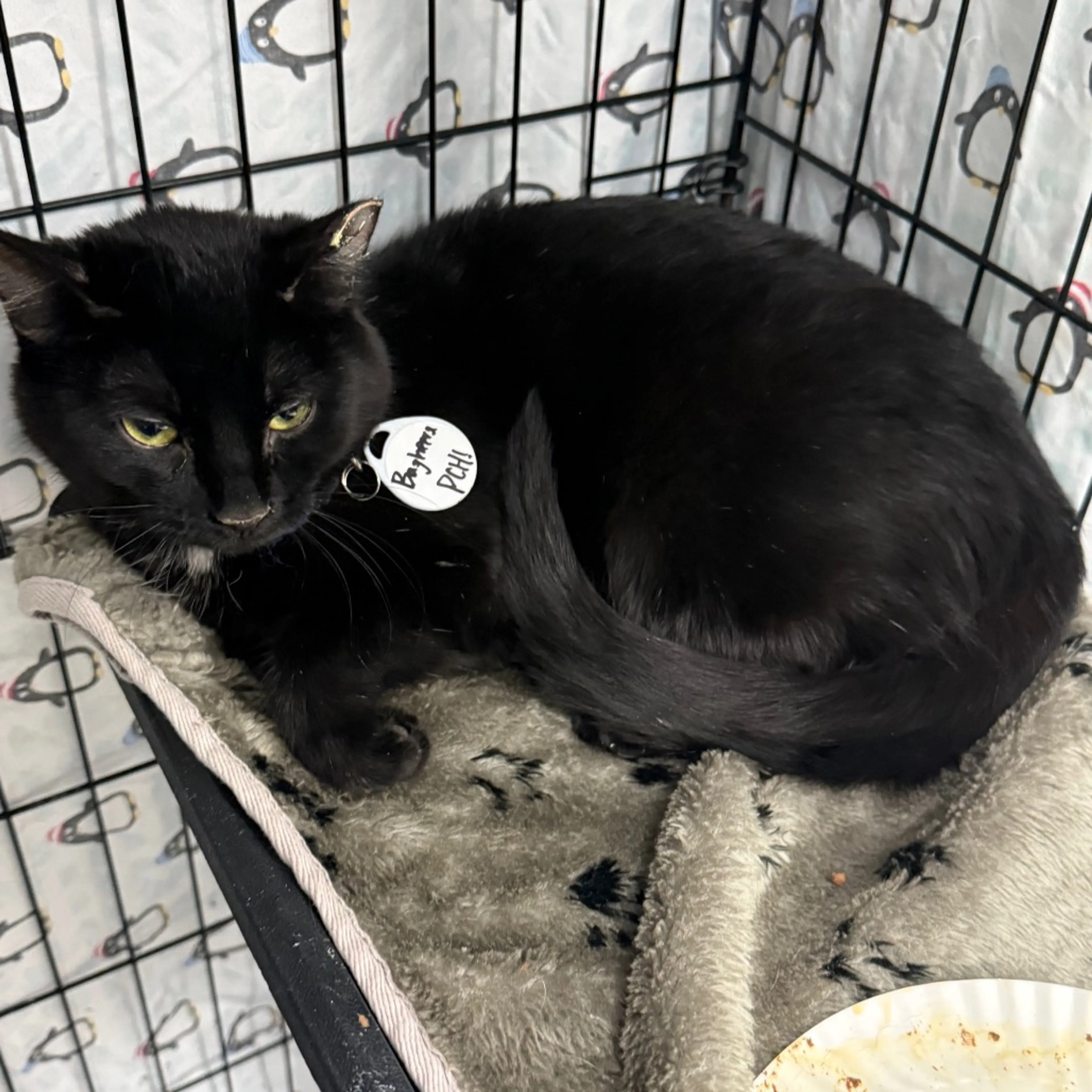 Found pet