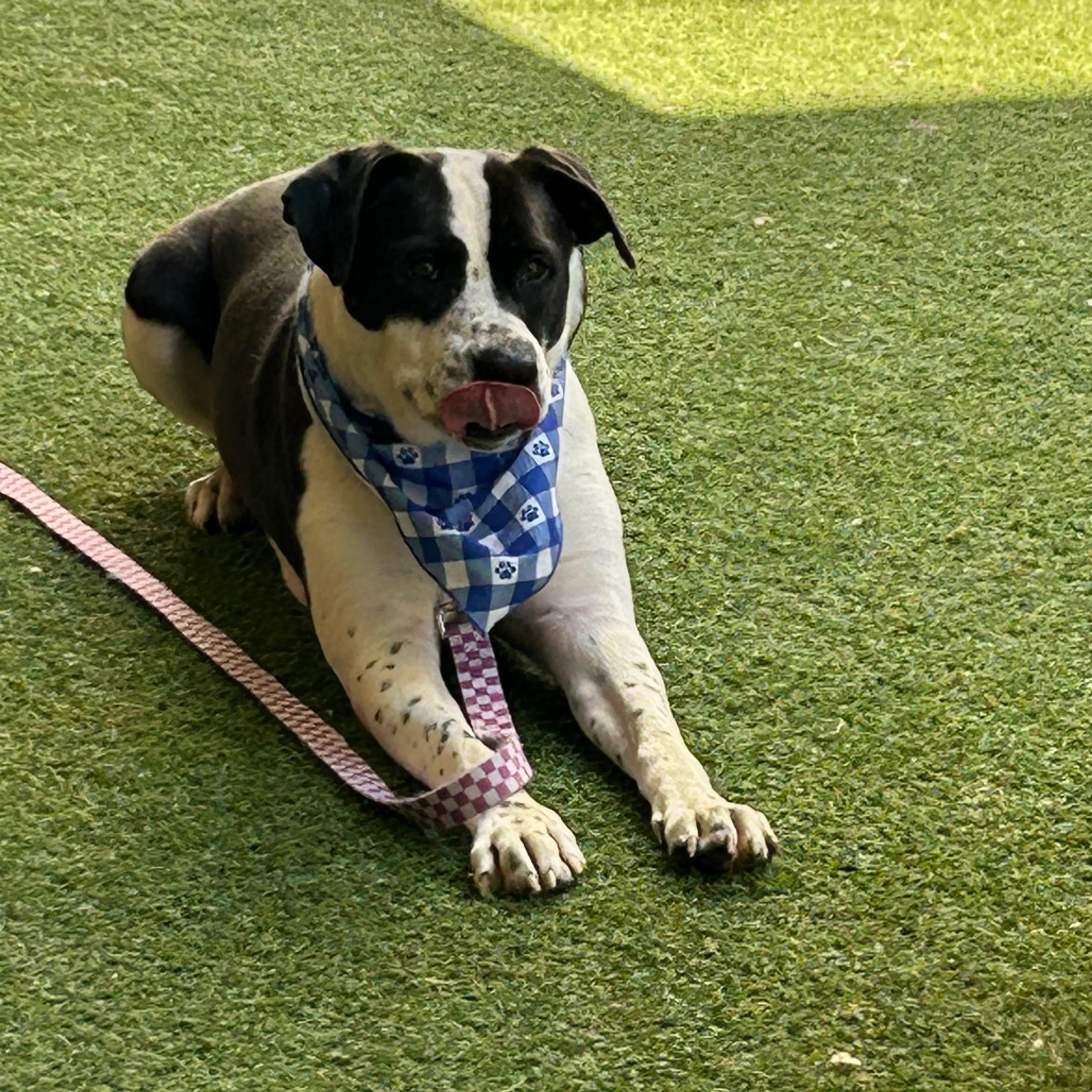 Found pet-1