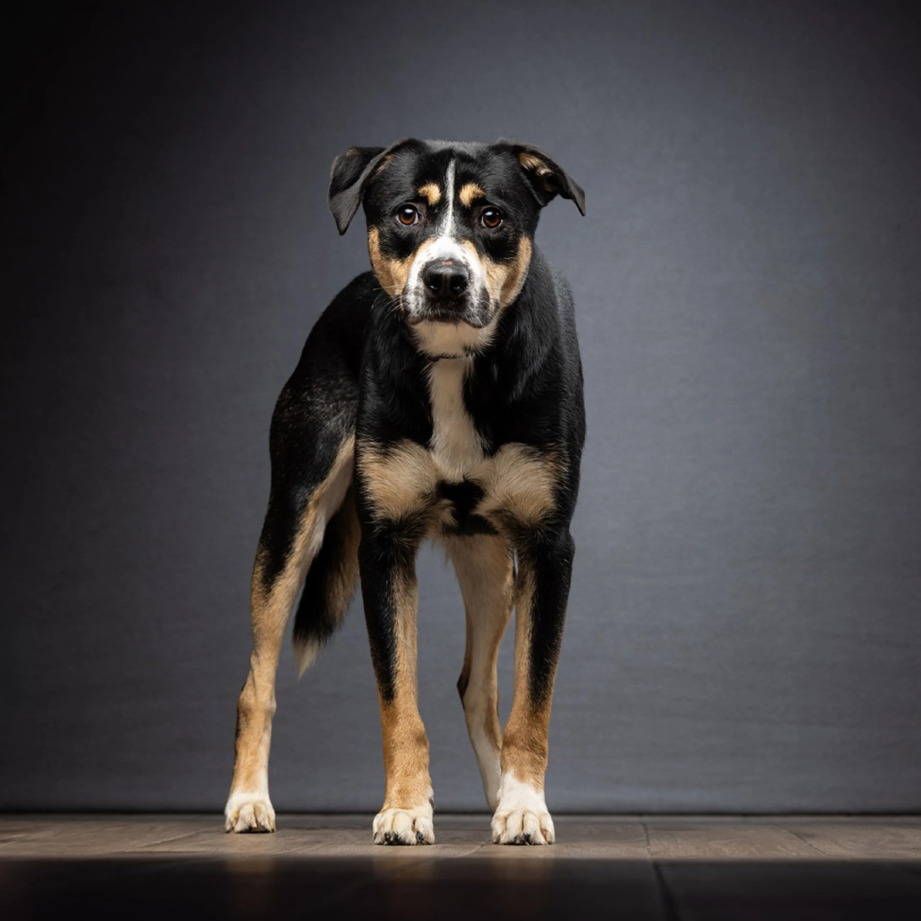 Found pet-3