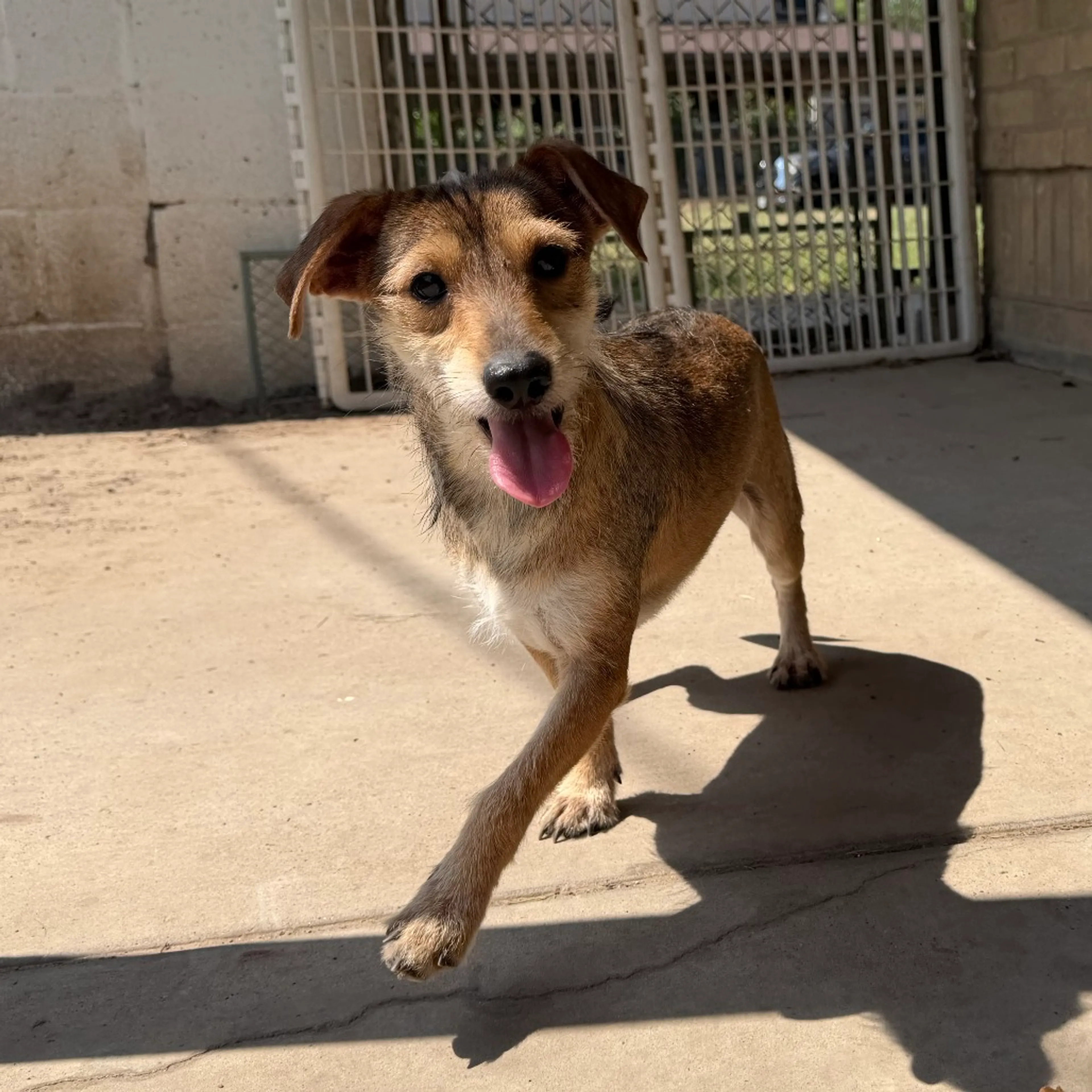 Found pet-1