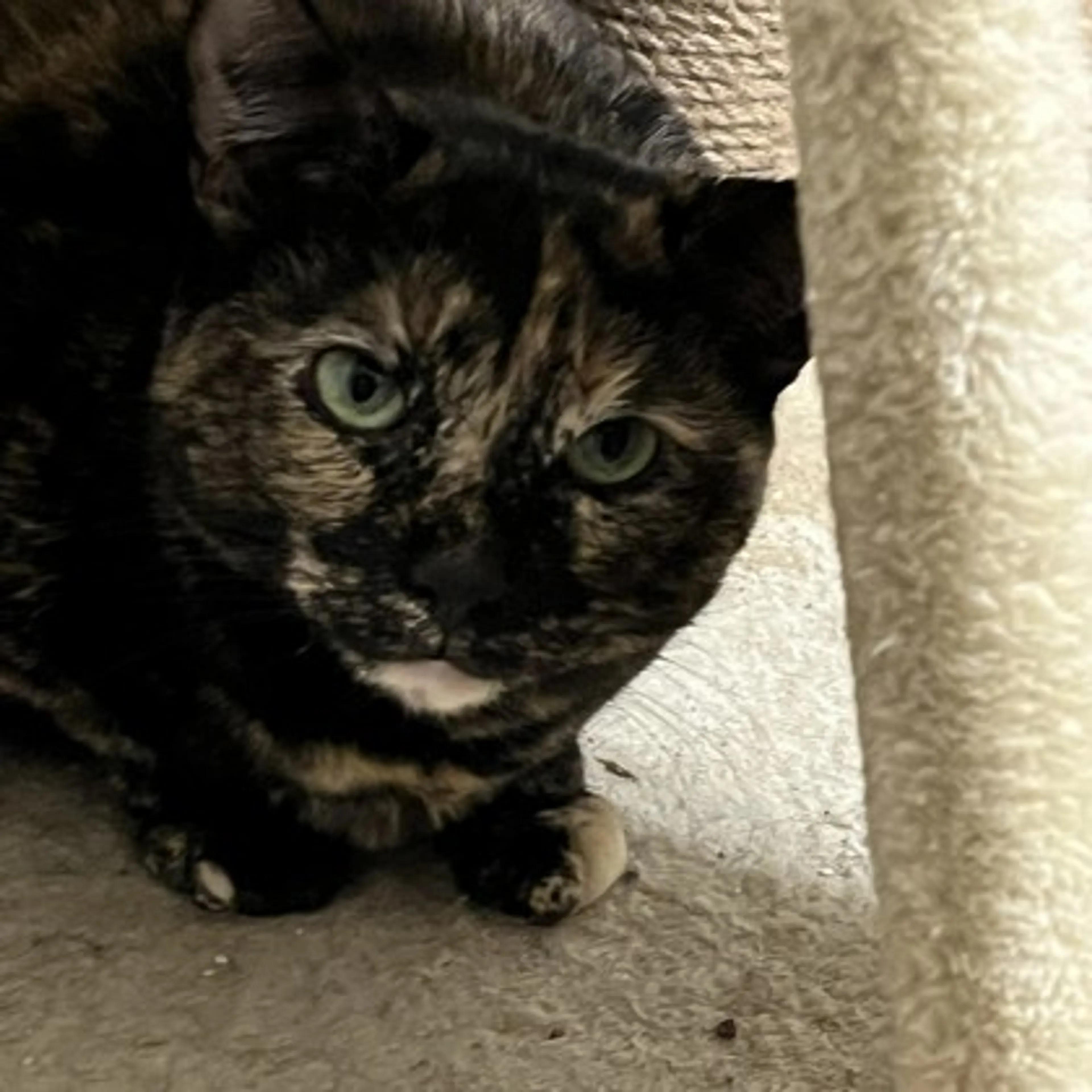 Found pet-1