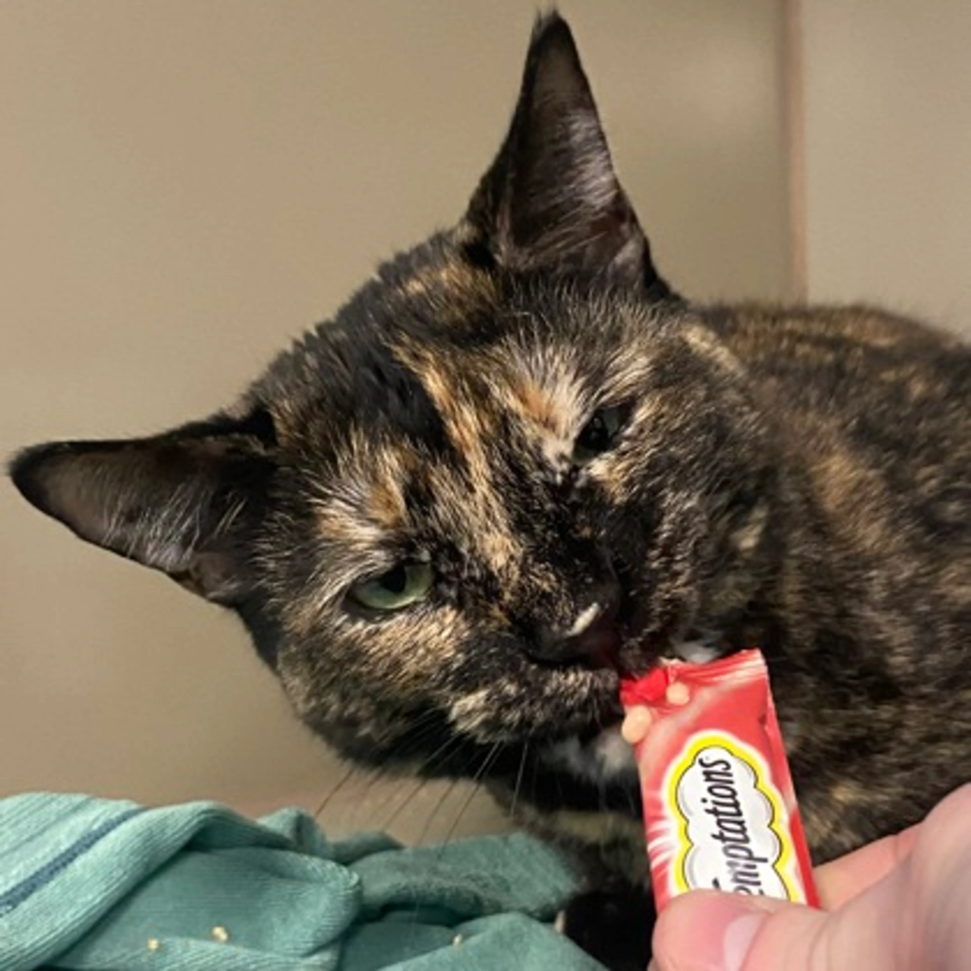 Found pet-2