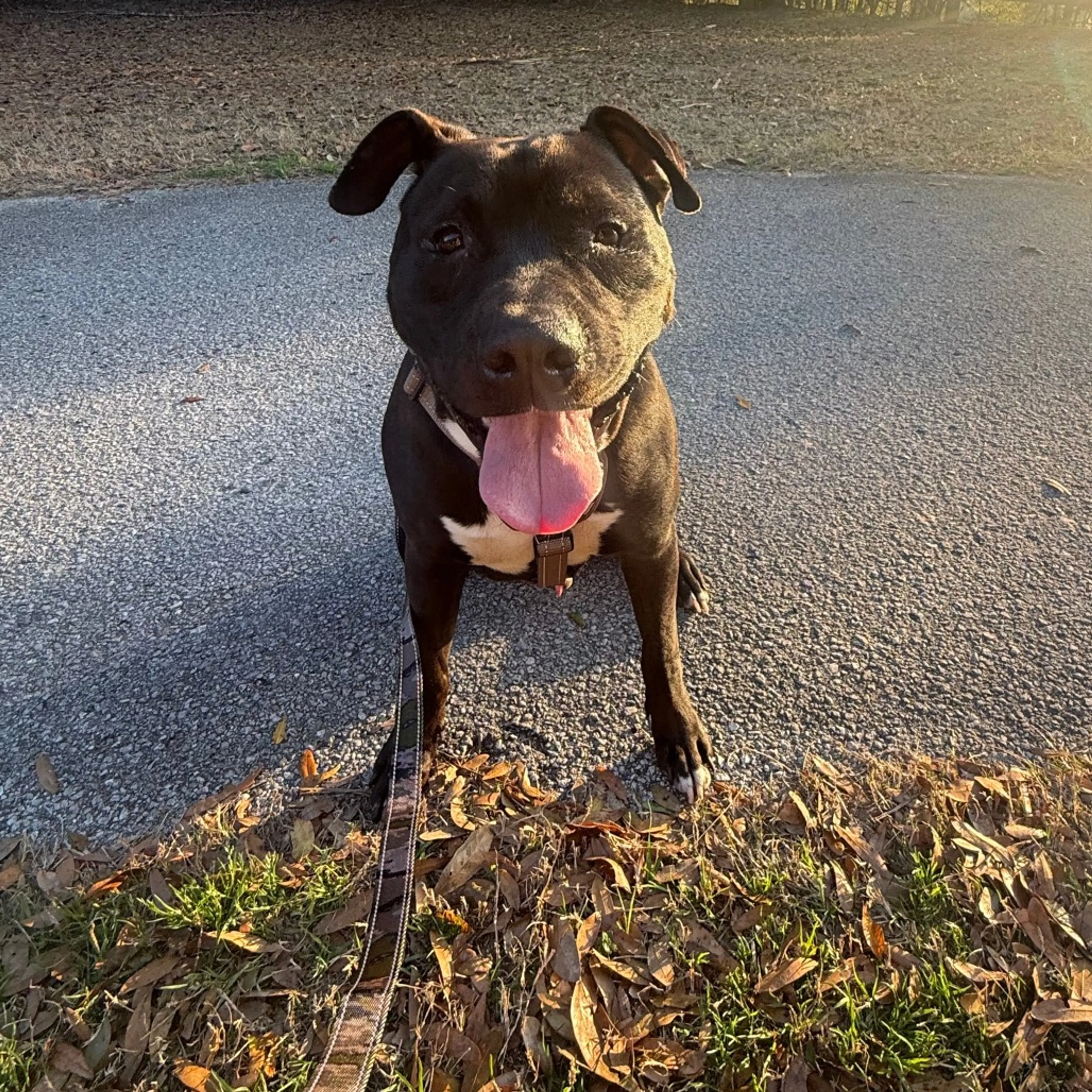 Found pet-3