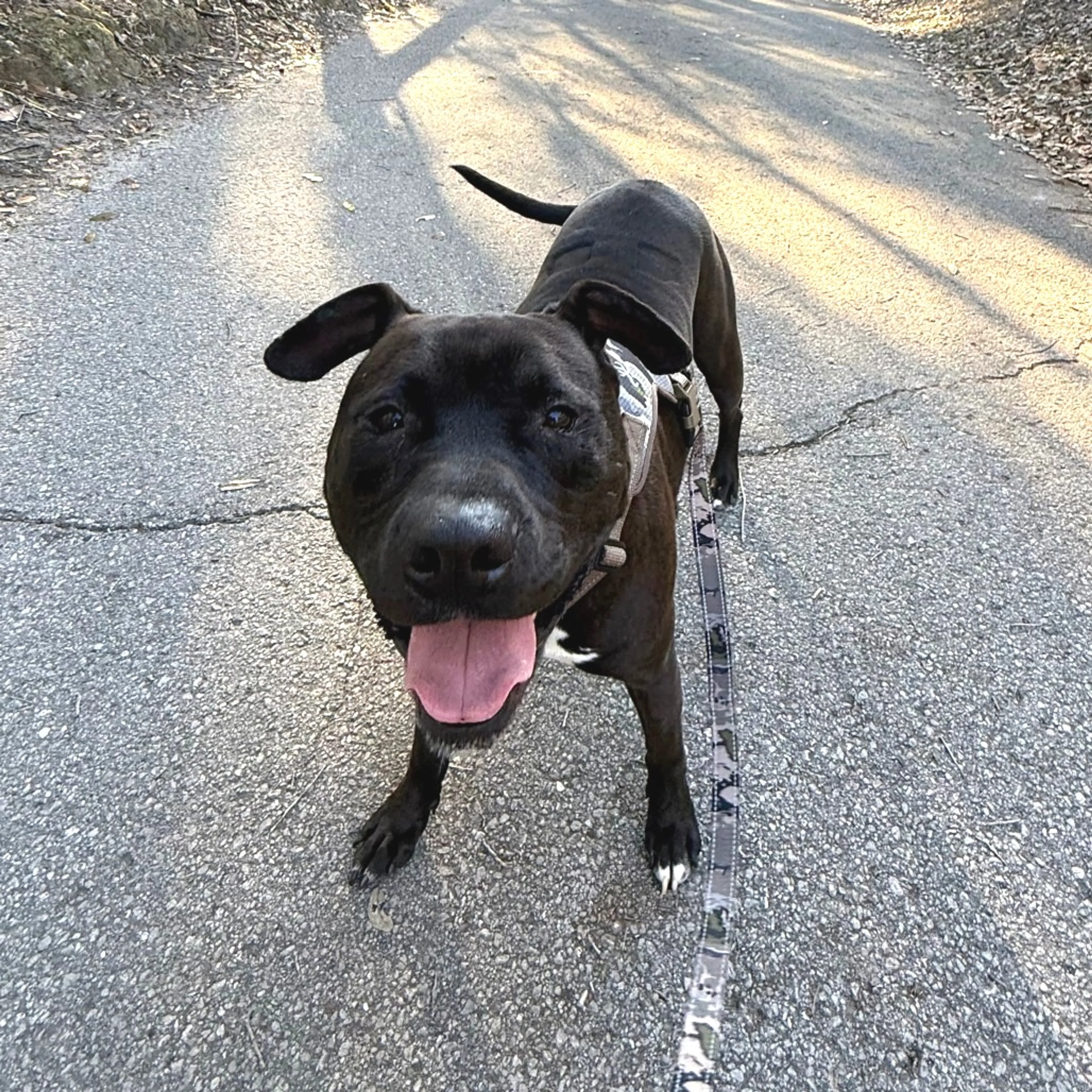 Found pet-4