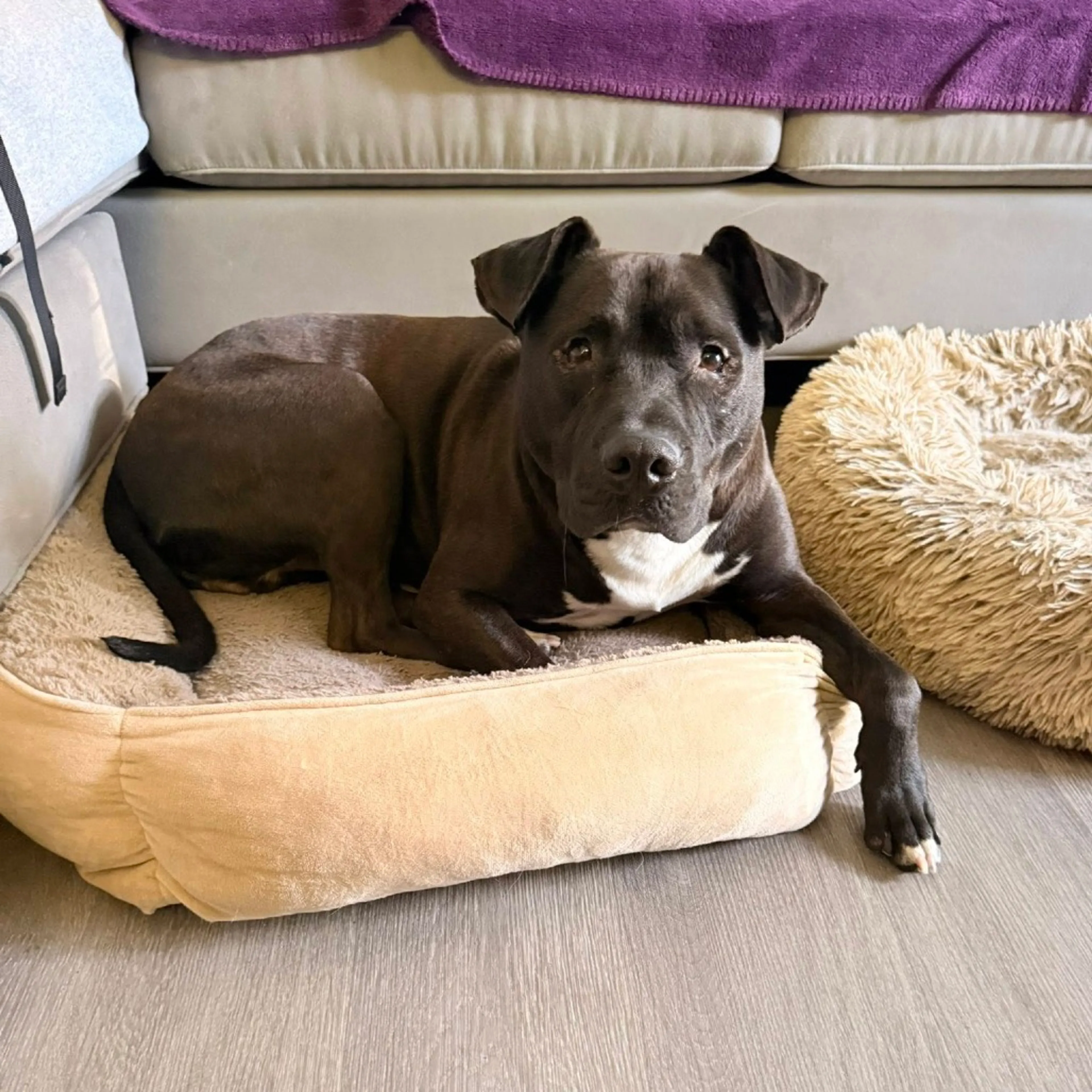 Found pet-7