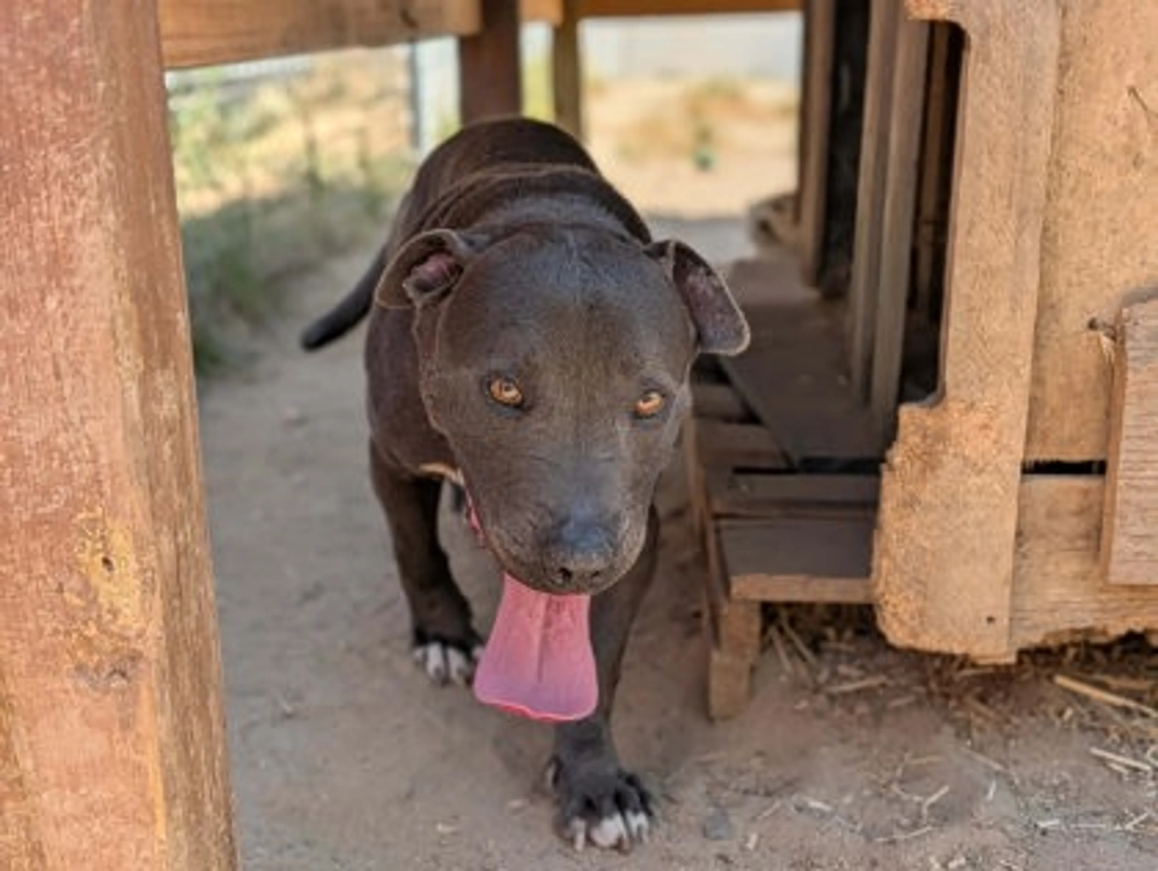 Found pet-2