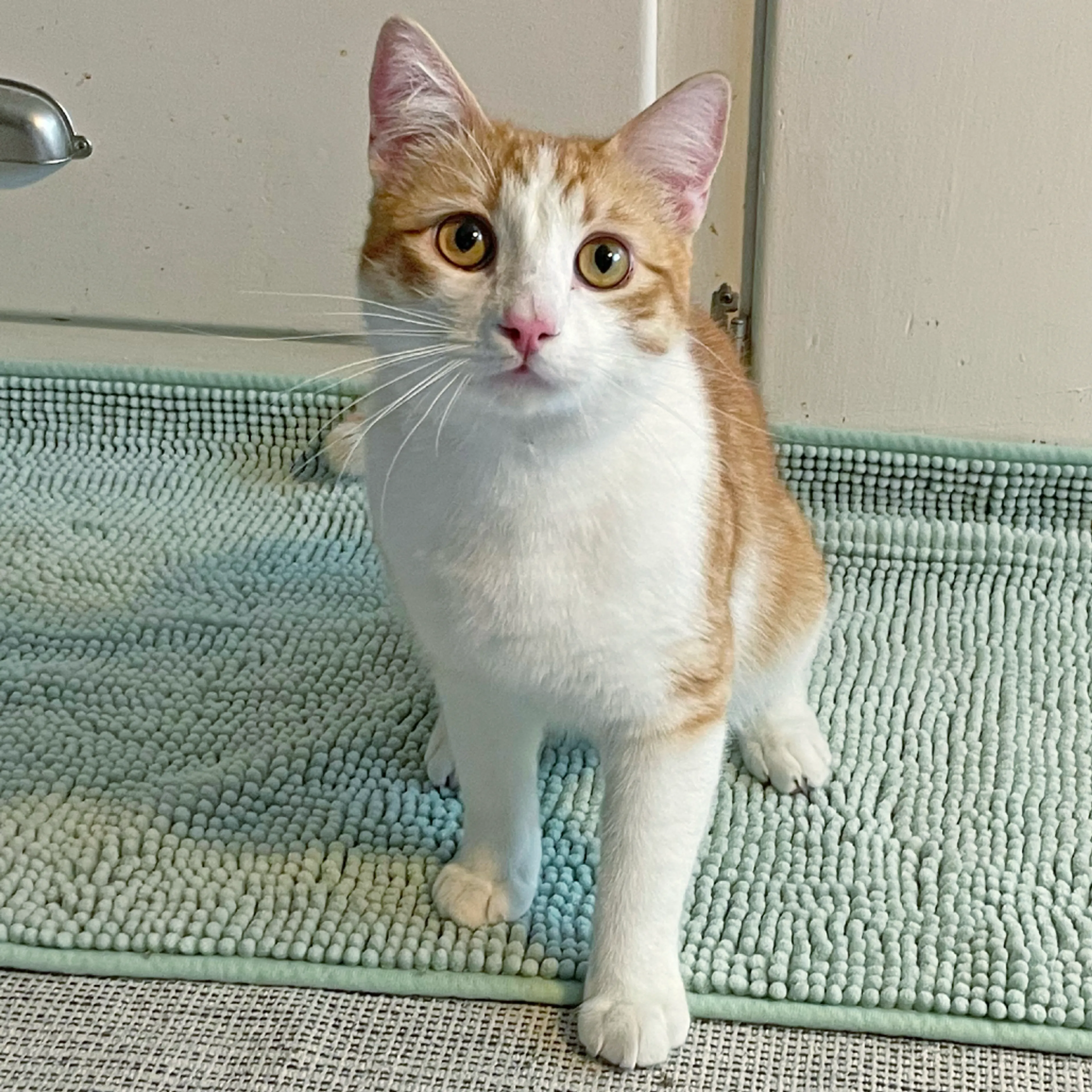 Found pet-2