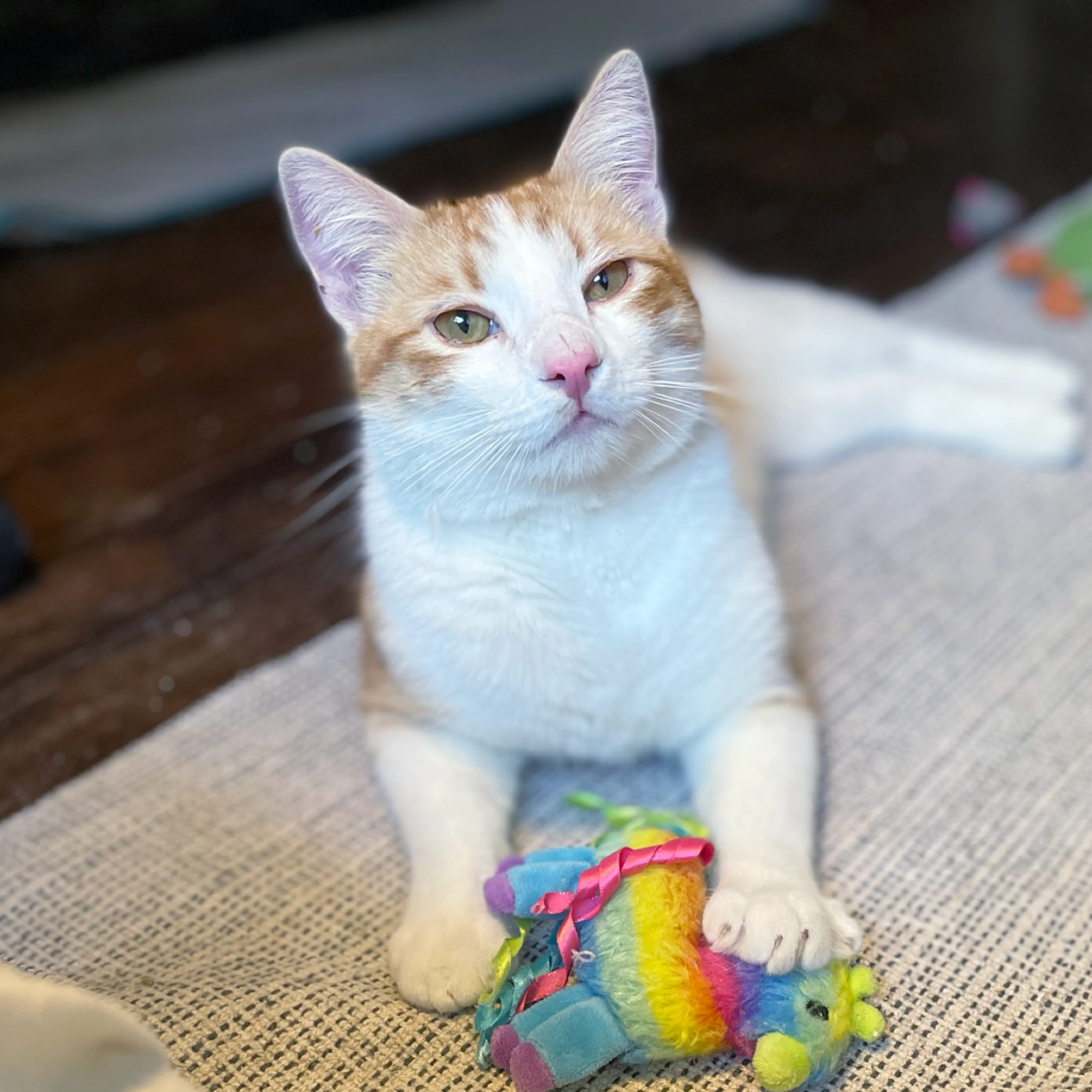 Found pet-1