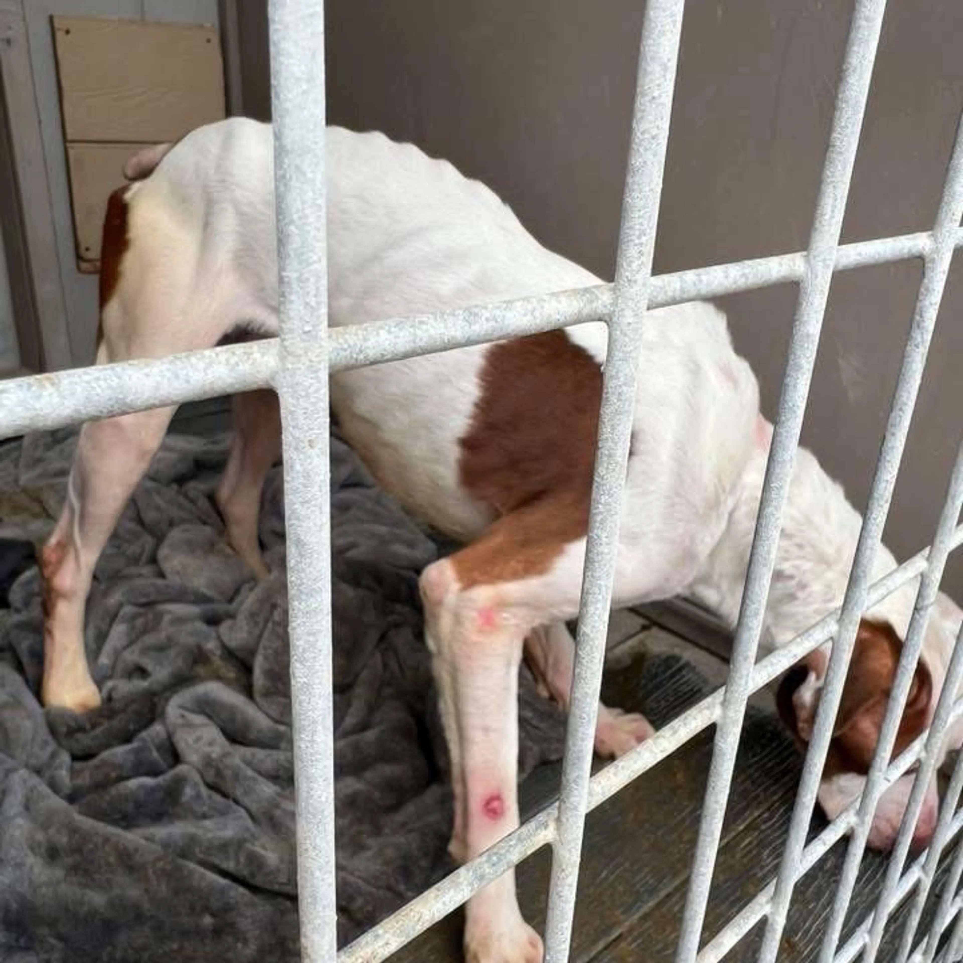 Found pet-7
