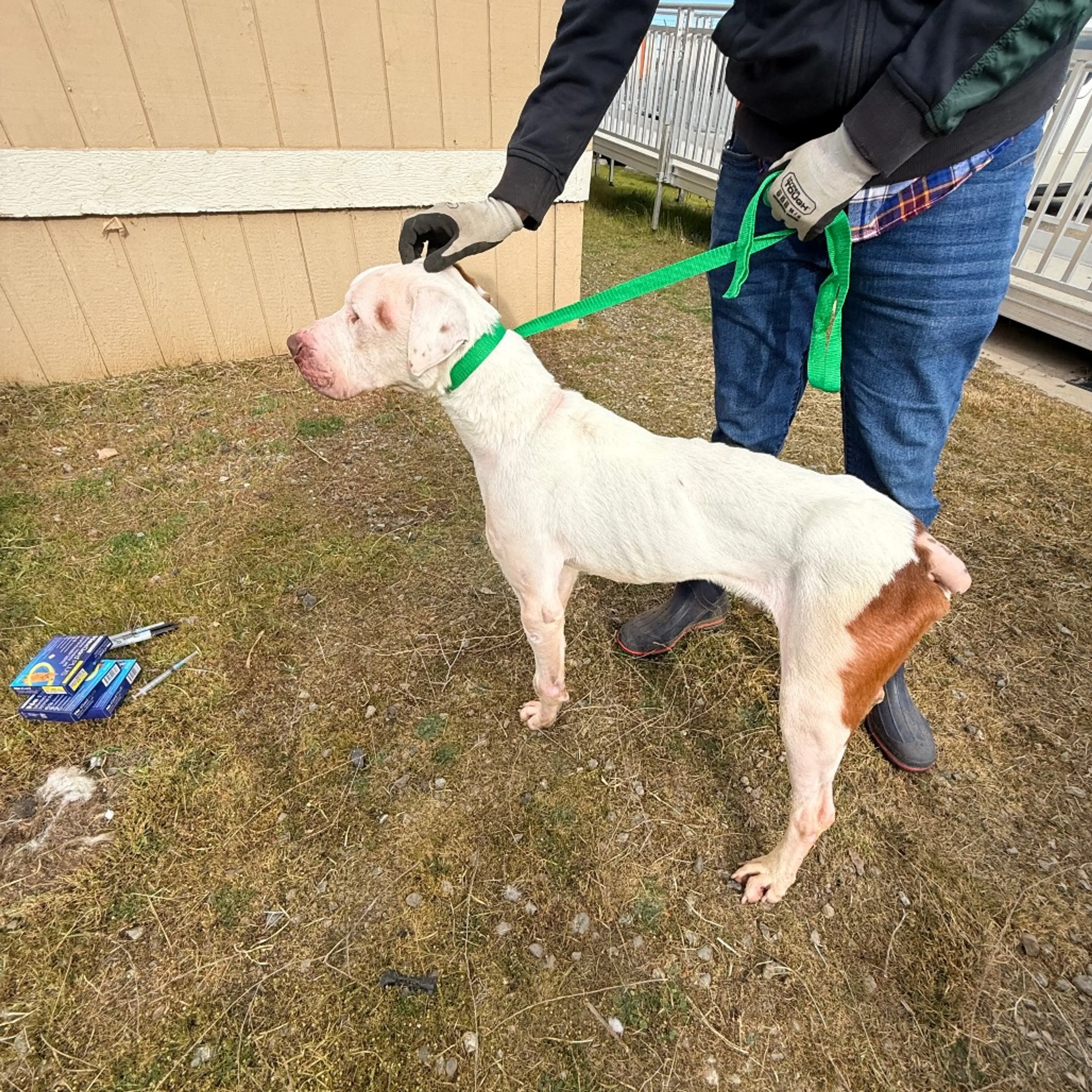Found pet-3