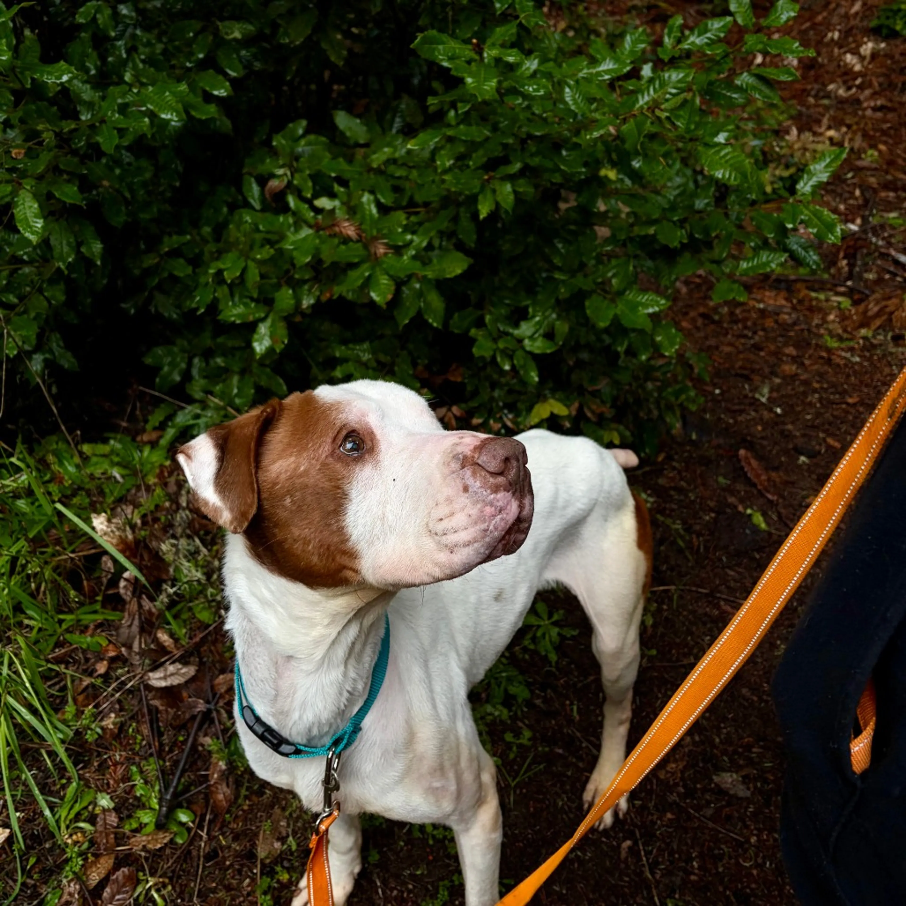 Found pet-10