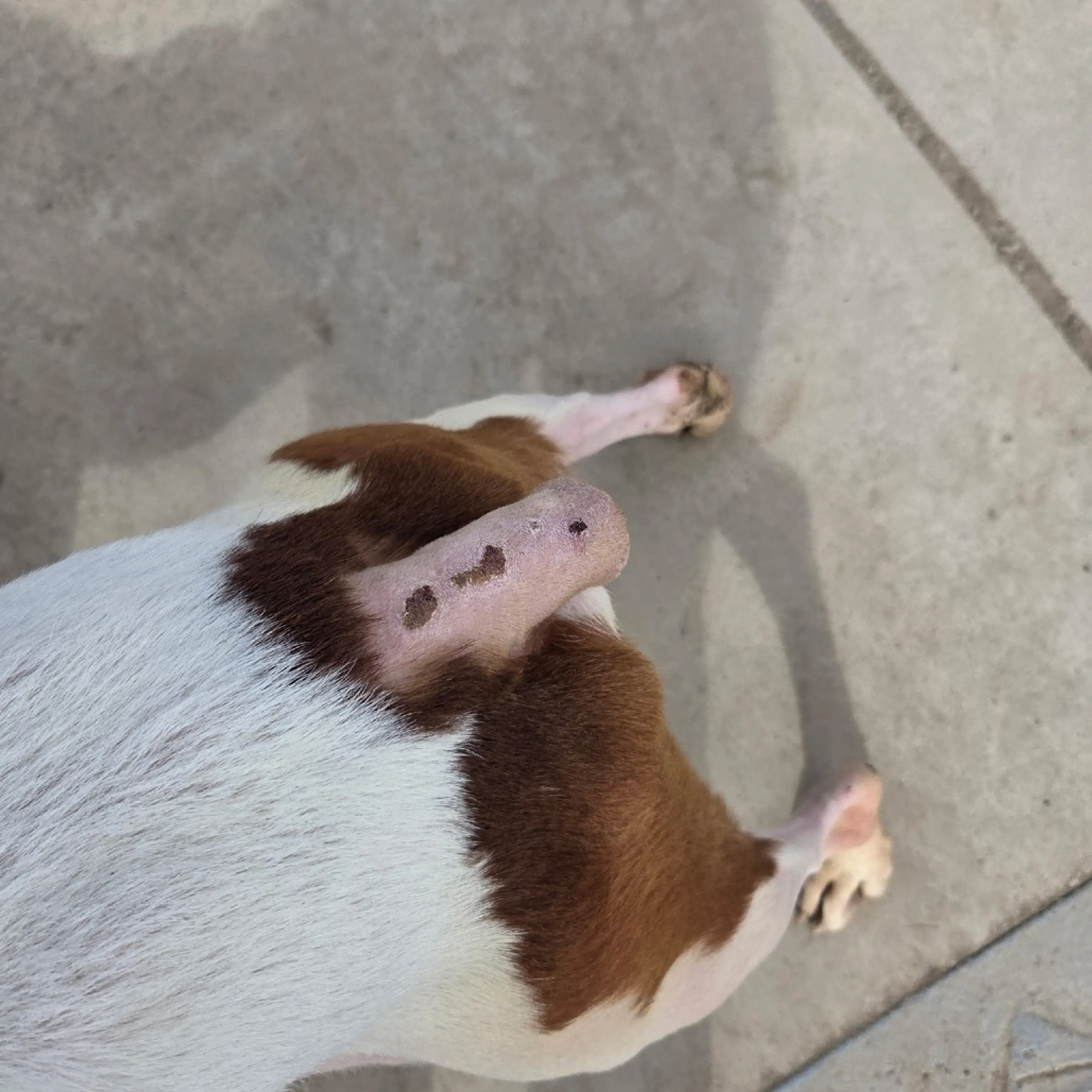 Found pet-9
