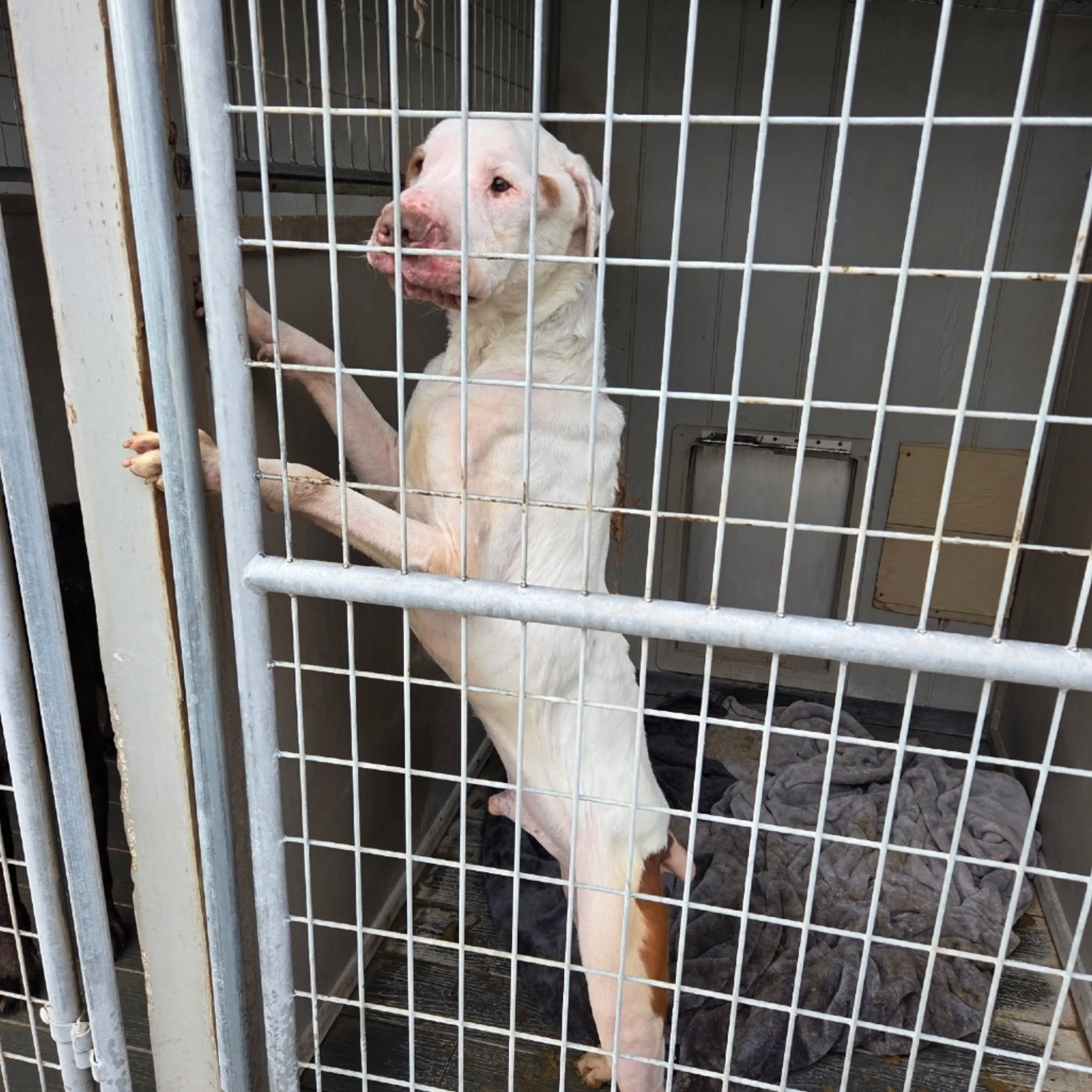 Found pet-6