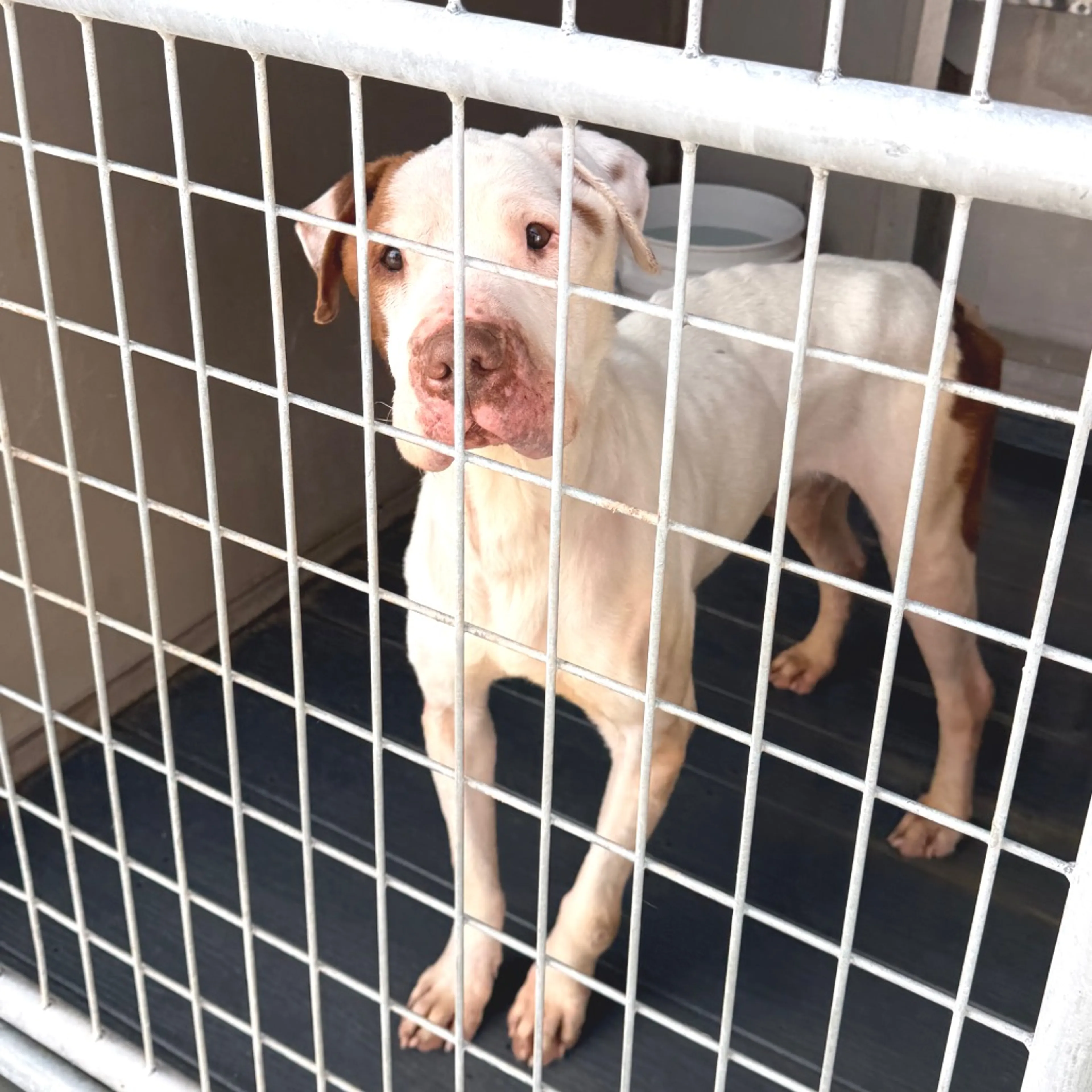 Found pet-1